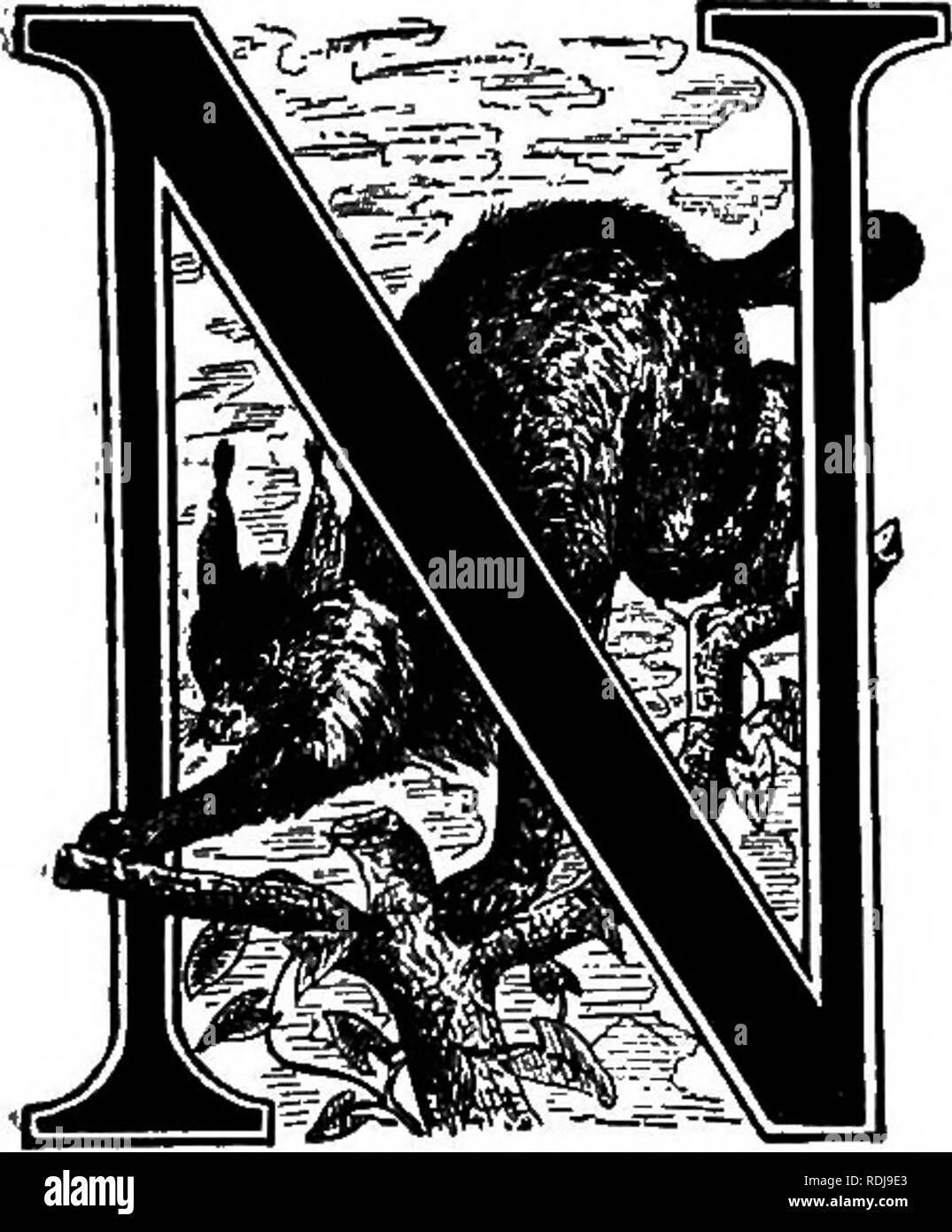 . Les animaux du monde. Brehm's de la vie des animaux ;. Les mammifères. ^^ être bêtes de pvc. Quatrième ordre : carnivores.. 30 de la classe mammalia pré- sents une plus grande variété de formes que le carnivore, près de toutes tailles d'être représentée, de la plus petite à moyenne ; tandis que dans l'apparence externe il y a infinie variété. Combien de connexions intermédiaire doivent être trouvés entre la pow- Lion fabriquer J uan et le minuscule Wea- sel, le chat gracieux, maladroit, hyène, svelte avec sa belle civette dainty, élégante, la peau ,-strong, rugueux, la coupe de chien et l'Ours La martre agile -ce sont tous les membres d'une grande famille. L'un Banque D'Images