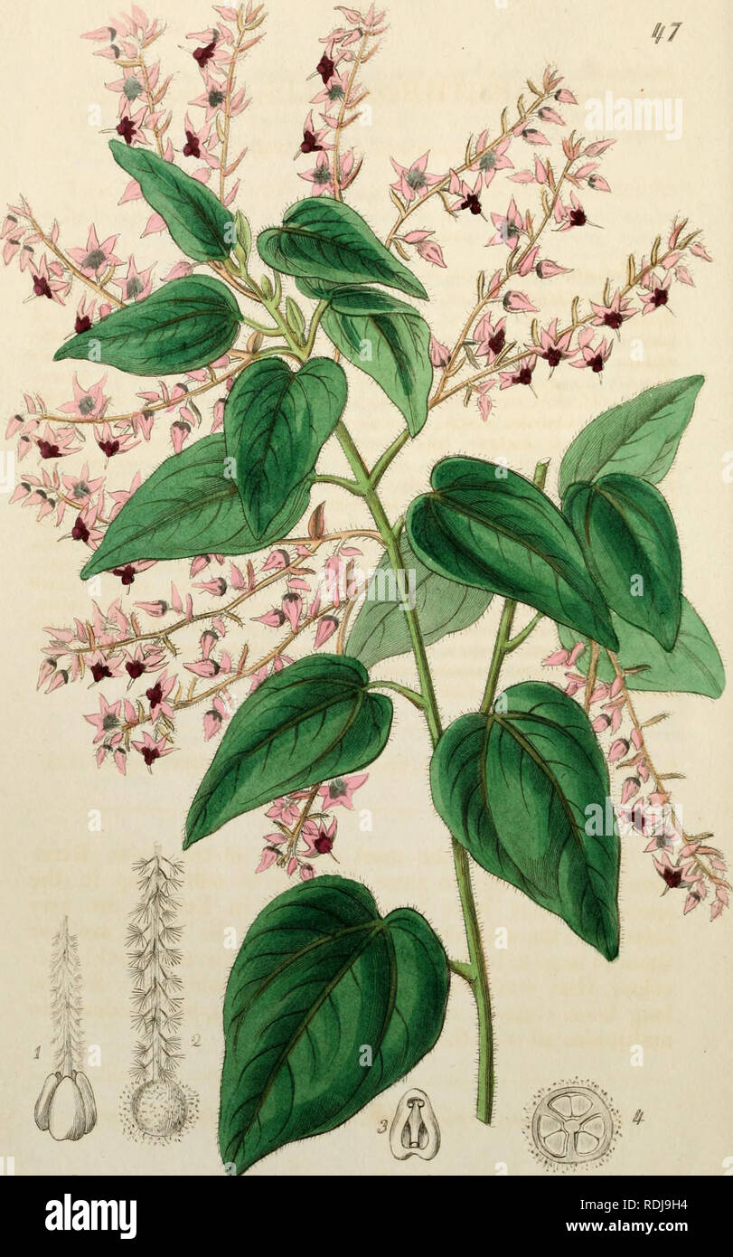 . Edwards' botanical register, ou jardin de fleurs ornementales, et d'arbustes ... Plantes, plantes ornementales -- Grande-bretagne ; les plantes, plantes ornementales -- Grande-bretagne ; Plant Introduction -- Grande-Bretagne -- plantes exotiques ; Grande-Bretagne ; illustration Botanique -- Grande-bretagne ; illustration Botanique -- Grande-bretagne ; plantes ; les plantes. -^^^ j,-. :7'.ui .^^^taAt tM. S/U/y fJ€> ; t.^-<u,. /^^aadtJ^ ^S ff/. Veuillez noter que ces images sont extraites de la page numérisée des images qui peuvent avoir été retouchées numériquement pour plus de lisibilité - coloration et l'aspect de ces illustrations ne peut pas parfaitement ressembler à l'original Banque D'Images