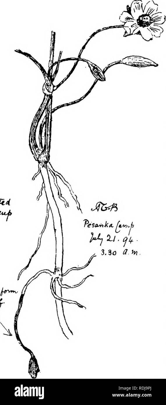 . Sur les glaces, un chapitre de Kolguev en l'exploration de l'Arctique de l'Europe, à laquelle est ajouté un enregistrement de l'histoire naturelle de l'île. L'histoire naturelle. 240 par les glaces sur forte KOLGUEV presque comme une violette. Les Samoyèdes ont été beaucoup amusé par mon plaisir sur cette fleur. Je n'avais même jamais entendu parler d'une renoncule parfumée, donc pas étonnant que j'étais heureux. C'était la seule fleur avec une odeur bien définies, à l'exception de la valériane, que j'ai rencontré sur l'île. Environ une heure avant nous étions prêts à quitter old Marrk vint vers moi avec cinq bernache cravant. J'étais assis sur un traîneau à dessiner, mais du coin de Banque D'Images