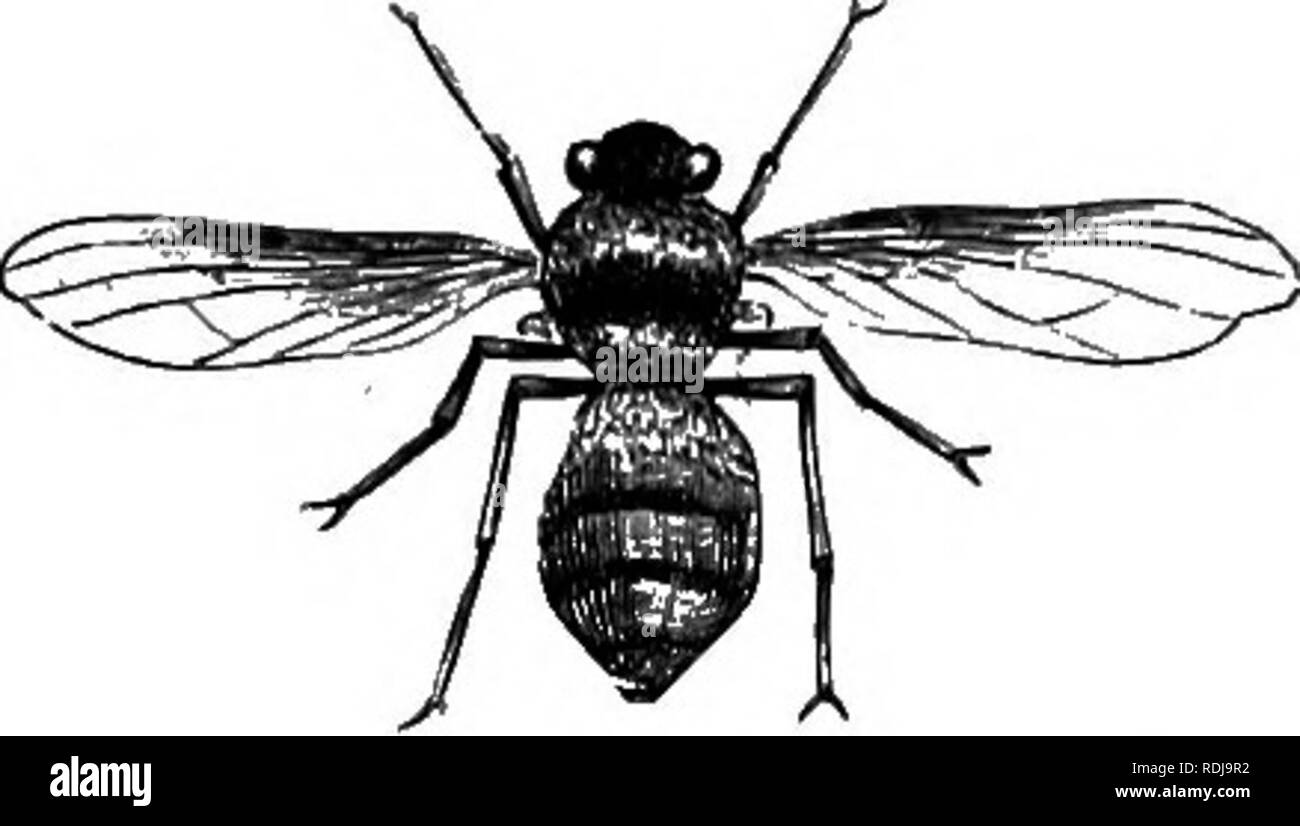 . Sur les glaces, un chapitre de Kolguev en l'exploration de l'Arctique de l'Europe, à laquelle est ajouté un enregistrement de l'histoire naturelle de l'île. L'histoire naturelle. Le FAIRE BOUGER 237 gilet (de toutes choses) sur sa chemise, et avec ses longs cheveux noirs et fine moustache ressemblait juste à un super dans hameau. Nous sommes entrés dans ce que sont aujourd'hui une nouvelle phase de la vie de rennes. Pour la première fois l'apparition de mouche Hypoderma tarandi) [, connu de l'Samoyèdes comme Pi-liur ',' et pour les Russes comme 'Orwot.' La première fois que j'ai remarquée, c'est sonder les fissures dans mon bateau avec son ovipositeur ; sans doute la graisse. I. L'hypoderme (FLY RENNES taran Banque D'Images