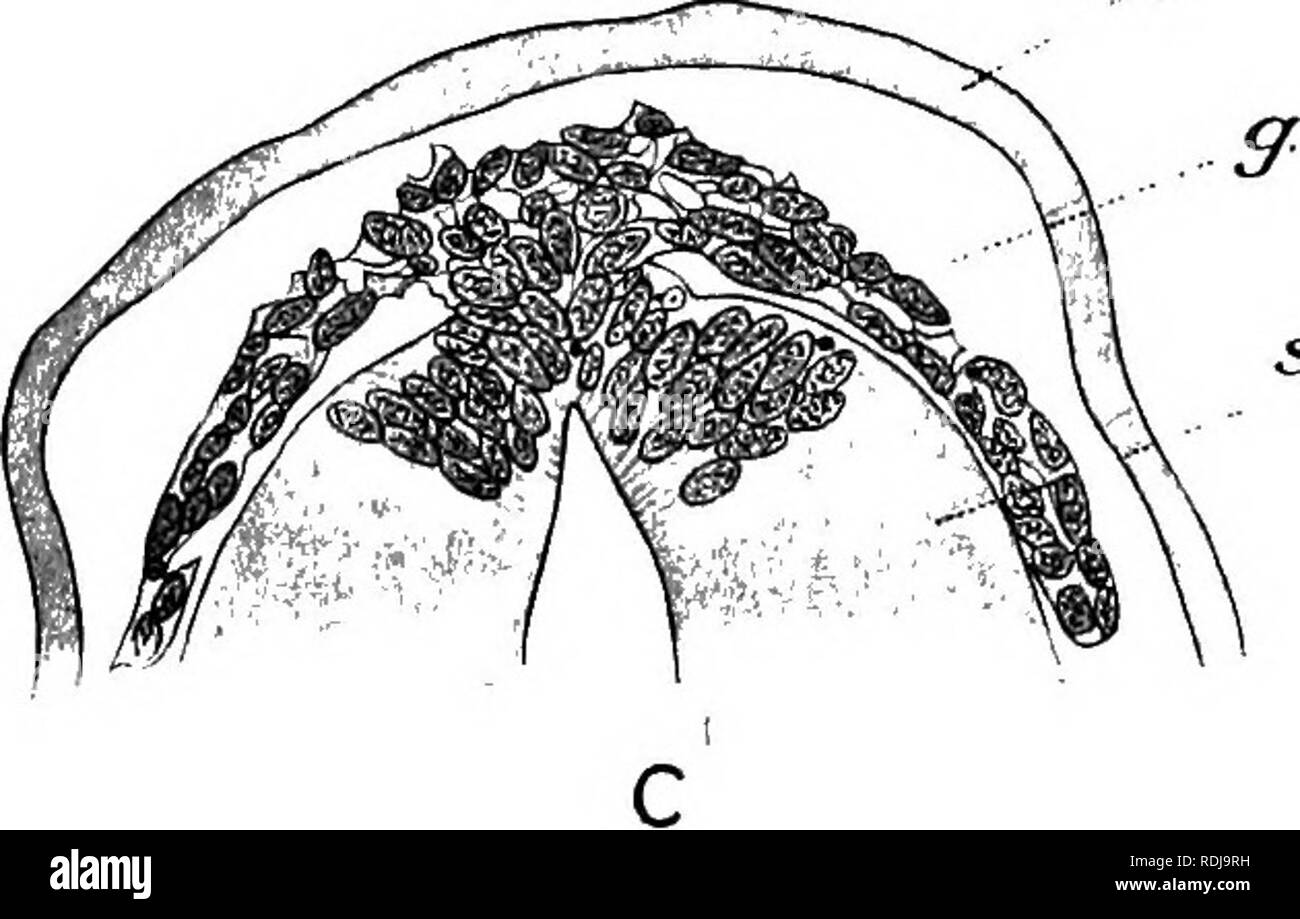 . Text-book de l'embryologie. L'embryologie. anguille. l.c. ect.. L.C. Fig. 67.-illustrant le mode d'origine de la moelle dorsale. Un embryon de poule, avec quatre segments du mésoderme (après Neumayr, 1906) ; B et C, Torpedo 4 mm. embryon (après Dohrn, 1902) ; ect, l'ectoderme ; g, ganglion de rudiment ; s.c, de la moelle épinière. sous la controverse générale de développement pour les nerfs et n'a pas besoin d'être spécialement l'objet de discussions. Nerfs crâniens.-Le développement de la nerfs crâniens a été étudiée par de nombreux travailleurs et une immense quantité d'observation détaillée a été accumulée. Il y a cependant une grande différence en détail être Banque D'Images