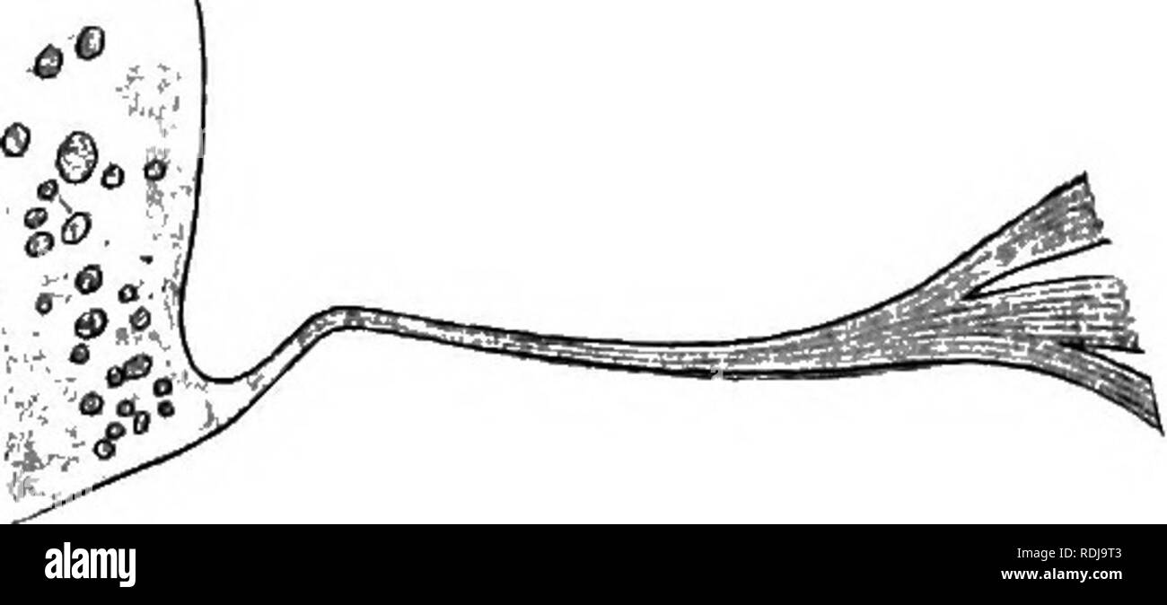 . Text-book de l'embryologie. L'embryologie. 116 l'Embryologie des vertébrés inférieurs oh. Supposons qu'une telle expérience est répétée. sur Lepidosiren avec un petit morceau de rudiment de la moelle épinière avec le pont du protoplasme attaché à lui (Fig. 65, A). Le morceau de la moelle épinière sont bien fournis avec l'alimentation matière sous la forme d'œuf et, s'ils sont conservés dans des conditions adéquates, il contribuerait au développement. De même, pourrait le pont protoplasmique, pour chacun convient que le contrôle métabolique du nerf moteur est exercé par le ganglion central dans les noyaux des cellules de la moelle épinière. Si c'est arrivé Banque D'Images