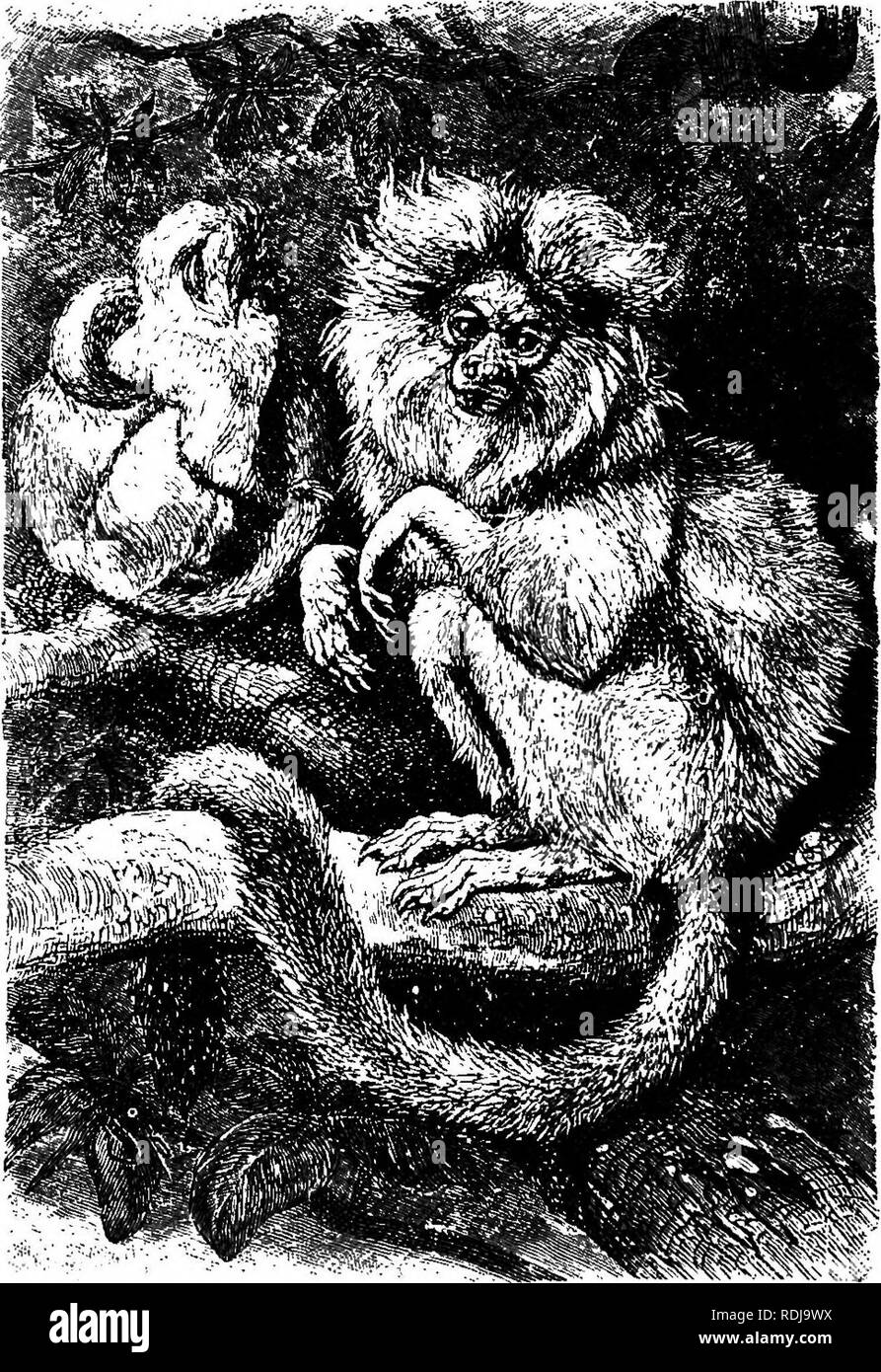 . Les animaux du monde. Brehm's de la vie des animaux ;. Les mammifères. SQUIBBEL lUONSETS. Voici deux de ces joyeux et animé peu creaturesiperched dans un palmier dont les fruits l'un d'entre eux tient dans ses mains. Ils sont très timides, qui fuient à la moindre alarme, et sur cette photo ils sont décrits comme se préparer à prendre son envol à partir de la vrai ou imaginé da^er. {Chrysoihrix sciurea.) les voyageurs se rendant à l'appel lointain d'une Jaguar. Ils ex- presse la colère par une répétition " grr, grr, grr, grr. » flDarmoset Zic0. Troisième FAMILLE : Arctopitheci. Plusieurs naturalistes voir dans le marmouset seulement un varie Banque D'Images