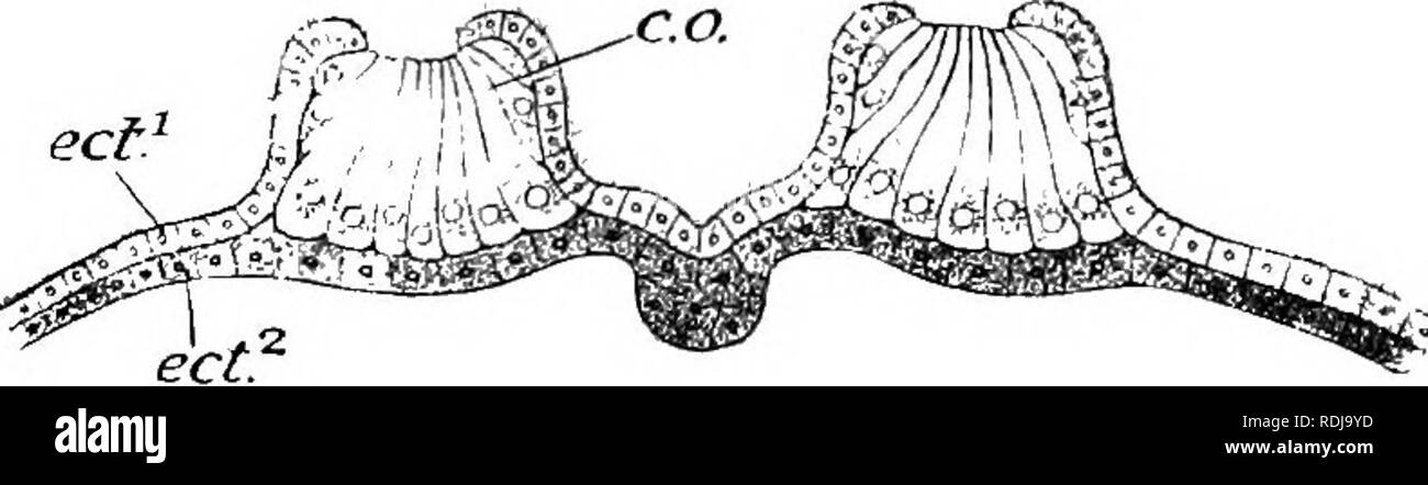 . Text-book de l'embryologie. L'embryologie. 80 EMBRYOLOGIE DU ch. VERTEBEATES inférieur de beaucoup d'anoures. Dans ce cas, ils apparaissent très précocement dans le développement, étant en effet dans certains cas, la première des organes précis soit visible sur la surface de l'embryon. Fig. 48 illustre le développement de l'orgue de ciment dans le crapaud commun (Bufo vulgaris) à partir de l'époque de sa première apparition jusqu'à l'époque de son atrophie. L'orgue est perçu comme il a d'abord comme en croissant en Lepidosiren puis de devenir en forme de V et enfin de devenir associé par l'atrophie de sa partie médiane. Quand à la hauteur de ses deve Banque D'Images