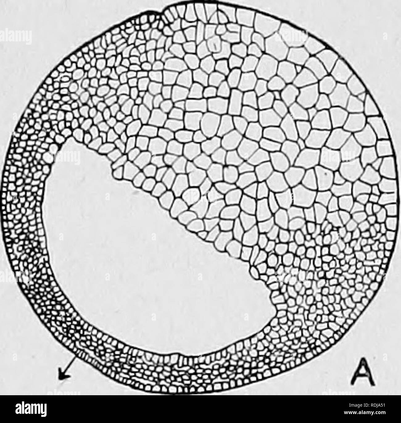 . Text-book de l'embryologie. L'embryologie. 40 L'embryologie des vertébrés inférieurs ch. accompagnée, sans doute, par une certaine quantité d'involution si c'est difficile de déterminer avec certitude, s'est déroulé beaucoup. Veuillez noter que ces images sont extraites de la page numérisée des images qui peuvent avoir été retouchées numériquement pour plus de lisibilité - coloration et l'aspect de ces illustrations ne peut pas parfaitement ressembler à l'œuvre originale.. MacBride, E. W. (Ernest William), 1866-1940 ; Kerr, John Graham, 1869- ; Heape, Walter, 1855-1929. London : Macmillan Banque D'Images