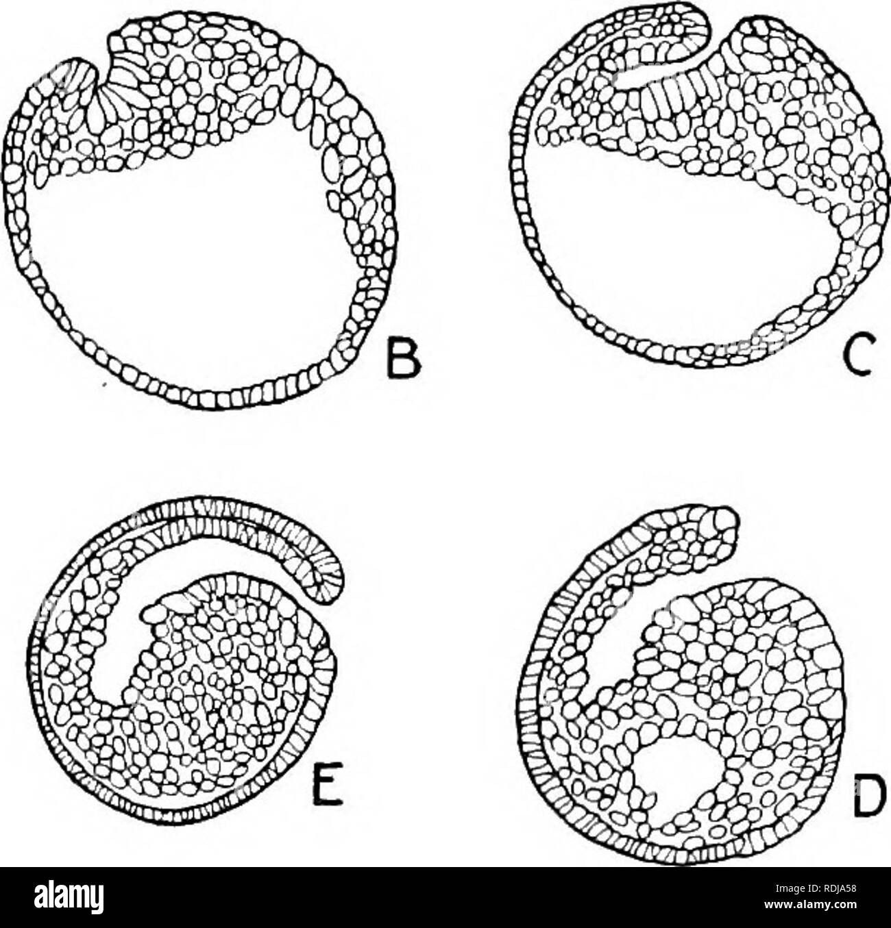 . Text-book de l'embryologie. L'embryologie. Fig. 23.-La gastrulation dans Petromyzon : basé sur les chiffres de l'Goette (1890). Les différentes sections sont orientées de la même façon que les sections correspondantes dans les porcs. 18 et 21. sur le abapical considérablement tula côté de l'Équateur (environ 25°, Kopsch) et juste à la limite de la région de grandes cellules. Il apparaît de ce côté de l'oeuf sur laquelle la blastula toit est souvent plutôt plus minces qu'il est ailleurs. L'involution ce groove, comme vu dans une vue de la surface de l'œuf, s'étend latéralement et ce faisant, assume une courbure en croissant (Fig. 24, h). L Banque D'Images