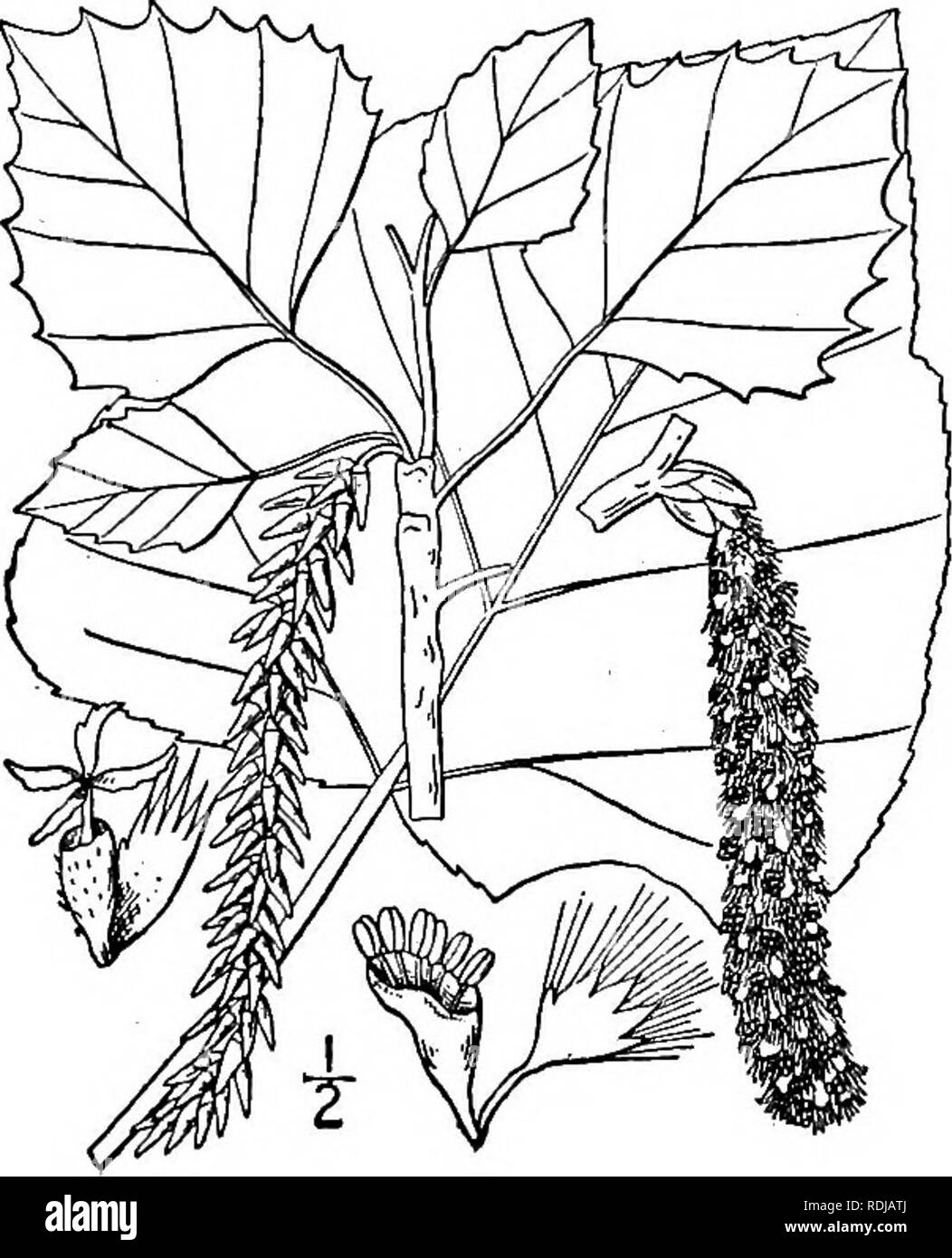 . Une flore illustrée du nord des États-Unis, le Canada et les possessions britanniques, de Terre-Neuve jusqu'au parallèle de la limite sud de la Virginie et de l'océan Atlantique à l'ouest jusqu'à la 102d méridien. La botanique, la botanique. 7. Populus grandidentata Michx. De grandes dents- tremble. Fig. 1446. Populus grandidentata Michx. Fl. Bor. Am. 2 : 243. 1803. Une forêt arbre avec douceur, l'écorce gris-vert, hauteur maximale d'environ 75°, diamètre du tronc et 2I°. Feuilles ovées-orbiculaire, ceux de très jeunes plantes densément tomenteux blanc en dessous, parfois je° long, avec marges irrégulièrement denticulées, thos Banque D'Images