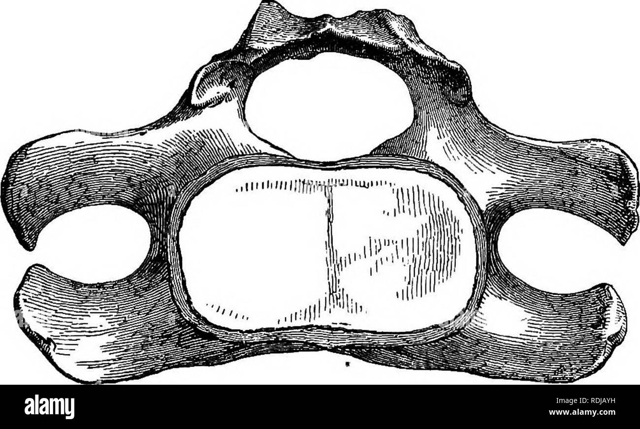 . Catalogue des phoques et baleines au British Museum . Les joints (animaux) ; les baleines. 136 BALiENOPTERIDiE. On m'a laissé entendre par un anatomiste comparatif de con- siderable expérience que peut-être les processus latéraux de l'vertebrse du col de cette baleine pourrait être allongée dans le adnlt, et la fin de la partie supérieure et inférieure des processus en une vaste étendue plate comme dans le genre Physaliis. Dans le squelette du foetus de petits Balcenoptera, seulement 9 pouces de long, figuré, par Esohricht dans le '' pour les transactions danois Eoyal 1846,1.14. f. 2, le processus latéraux de la deuxième vertèbre d'un Banque D'Images