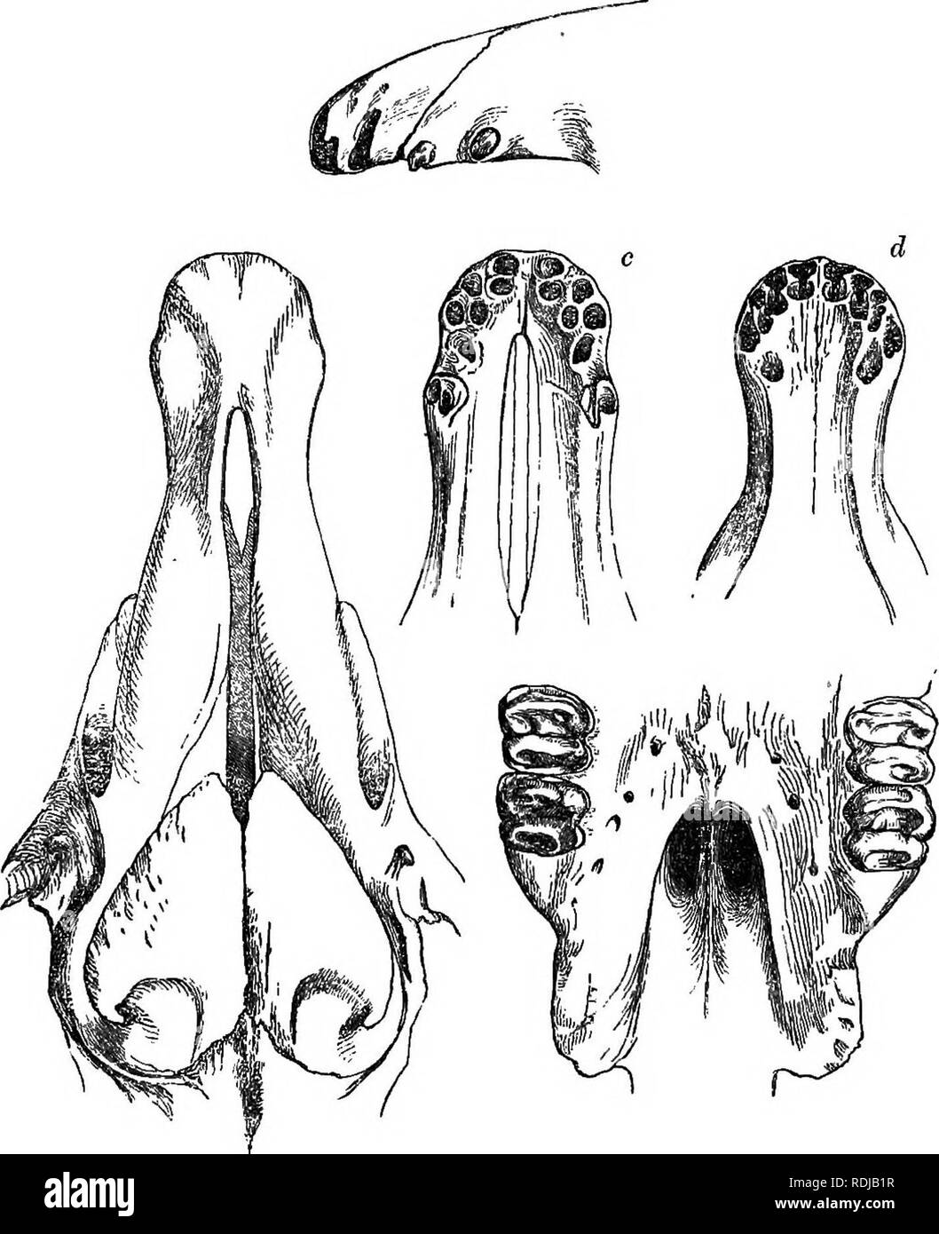 . Catalogue de carnivore, il pachydermatous, et de personnes édentées Mammalia au British Museum. Les mammifères. 268 TAPIRTDJE. recherches que j'ai en main. Il était un de ces hommes qui semblent satisfaits-afin que le travail de la science progressait, l'une Fig. 33.. a. L'os nasal et de la partie supérieure du crâne de T.. LauriUardi b. Ouvertures nasales internes de T. LauriUardi. c. Fin de la mâchoire supérieure du T. LauriUardi. d. Fin de la mâchoire inférieure de T. LauriUardi. e. L'avant de la mâchoire supérieure de Tapirus terrestris, montrant l'rudimen- taire prémolaire. pourraient réclamer la réputation de le faire ; et peu d'hommes ont fait plus pour l'os Banque D'Images