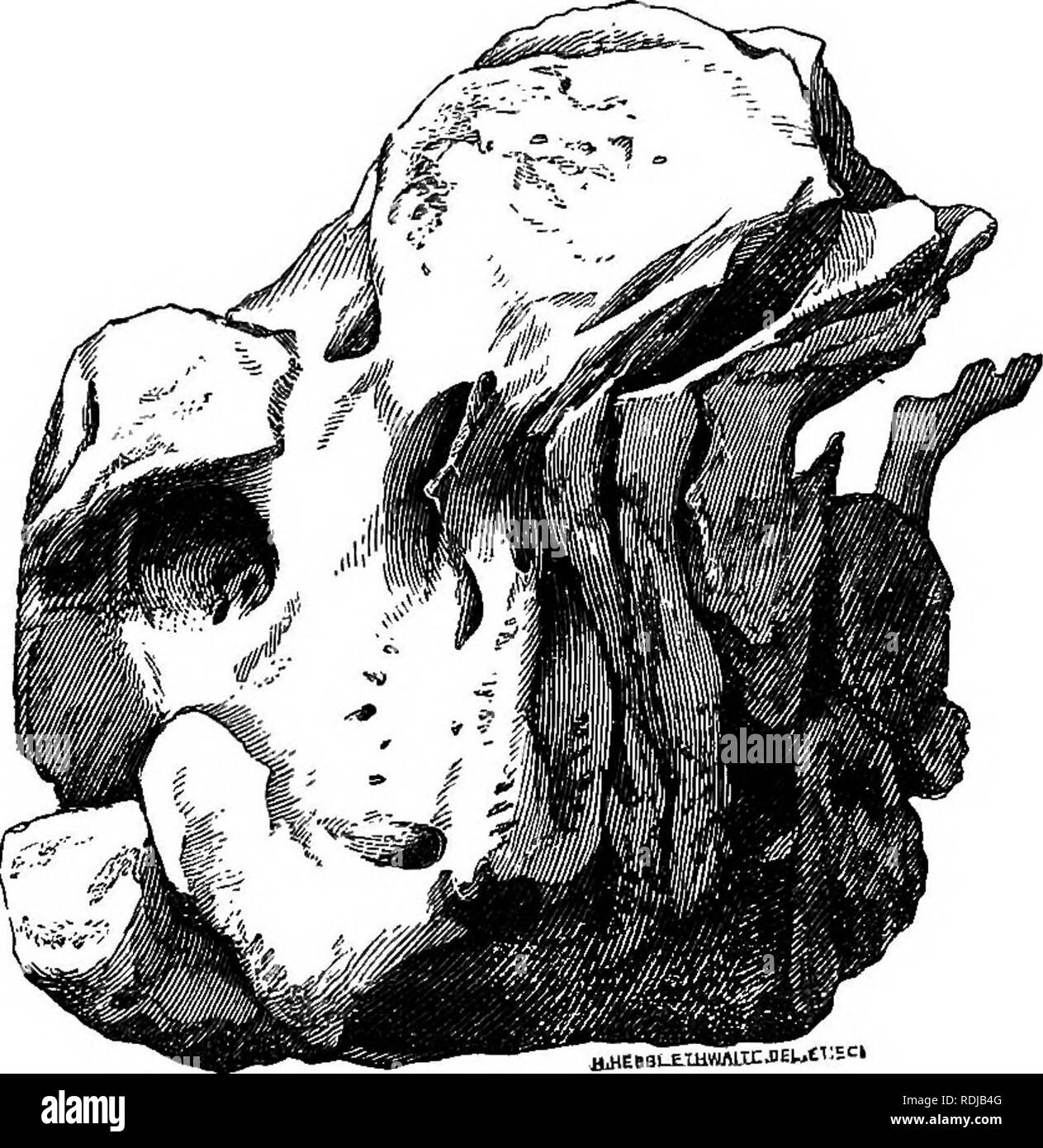 . Catalogue des phoques et baleines au British Museum . Les joints (animaux) ; les baleines. ^^BLETHWinE j-H EST Maekayias australiensis. Vue avant de l'atlas et les vertèbres cervicales. Fig. 11 jlMEBBl-EmHlUIEJEUtl..^Ciica Macleayius E,,uncr usis. Vue oblique de la deuxième à la septième vertèbre cervicale.. Veuillez noter que ces images sont extraites de la page numérisée des images qui peuvent avoir été retouchées numériquement pour plus de lisibilité - coloration et l'aspect de ces illustrations ne peut pas parfaitement ressembler à l'œuvre originale.. British Museum (Natural History). Département de zoologie ; Gray, John Edward, 1800-1875. Londres Banque D'Images