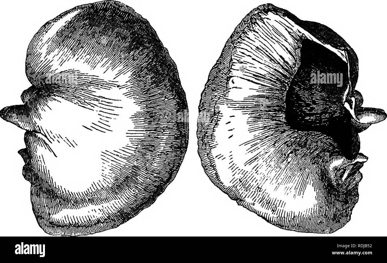 . Catalogue des phoques et baleines au British Museum . Les joints (animaux) ; les baleines. 4. CAPEEEA. 101 4. CAPEREA. L'os tympanique rhombique irrégulier, aperture irrégulières, beaucoup contracté à l'extrémité supérieure, et la partie large pas la moitié de la longueur de l'os. L'omoplate, atlas, côtes, vertèbres cervicales et n'a pas observé. Caperea, Ch-ay, Proc. Zool. Soc. 1864, 202 (24 mai) ; Ann. &Amp;â Mag. Nat. Hist. 1864, xiv. 349. 1. Caperea. antipodanun La baleine de Nouvelle-Zélande. Balsena antipodarum, Oray, Dieffenbach, Nouvelle-Zélande, t. 1. Baleine noire, Polach, Nouvelle-Zélande, ii 401. Balsena Cfray, Antarctique, Zool. JErebm Banque D'Images