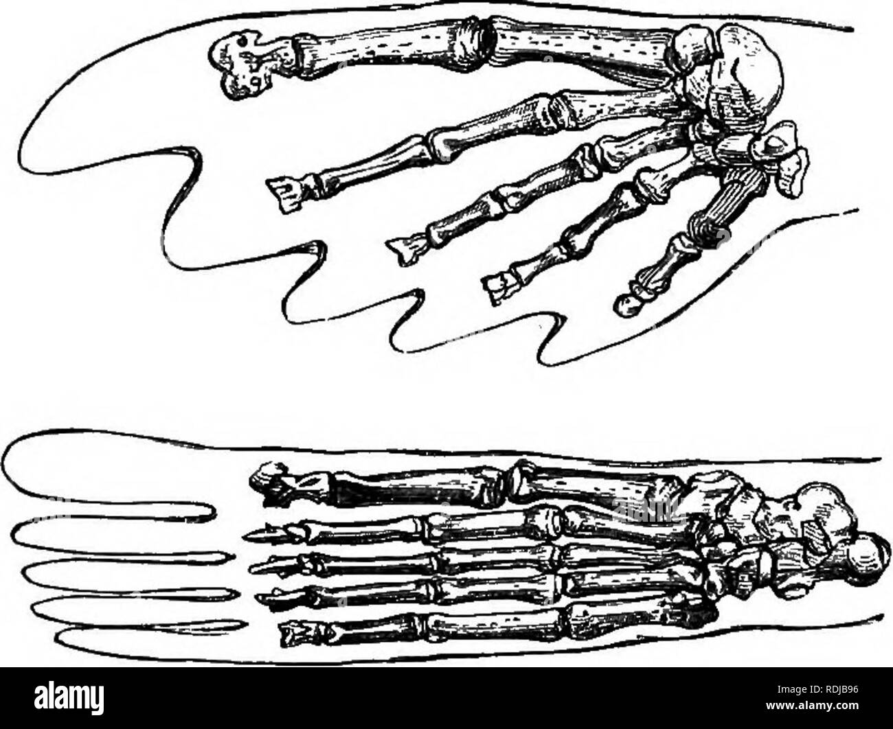 Catalogue des phoques et baleines au British Museum . Les joints (animaux)  ; les baleines. 44^ phocidés. B. Mars avec un suhcyUndriccd fUdirust,  externe, conque. Les orteils du pied postérieur suheqwd,