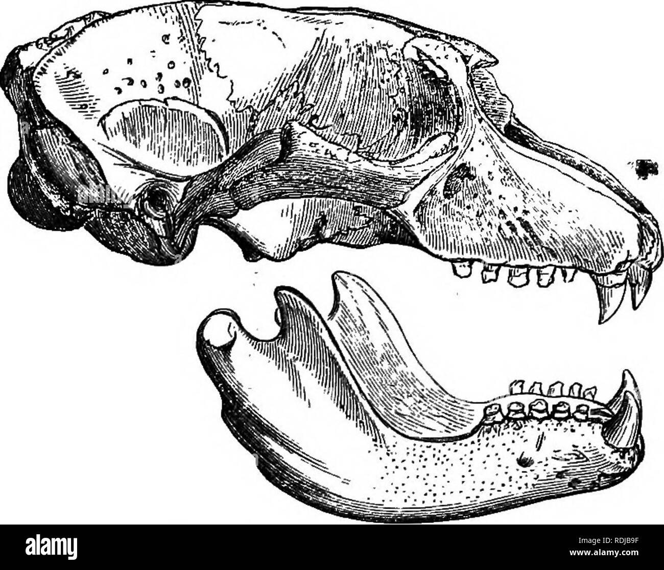 . Catalogue des phoques et baleines au British Museum . Les joints (animaux) ; les baleines. 14. CYSTOPHOEA. Fig. 14. 41. Cystophora cristata. Crâne, 1. Cystophora cristata. Phoque à capuchon. Extra-fine-dents, et les canines étroit, compressé. Phoea cristata, Hrxl. Syst. 690 ; F. Cm. M^m. Mm. xi. 196. t.l3. f. 3 ; O. Fdbr. Skrivt. Nat. Sekk. i. 120.1.12. f. 2 ; DeJcay, Ann. Lye. N. Y. i. t. 7 ; Fischer, Syn. Mamm, i. 241 ; Blainv. OsUog. Phoca, t. (5), t. (9 dents) ; Hamilton, t. 14 ; Gervais, Zool. et Pal, Franq. t. 42 (animal et skuU, jeunes). Phnca mitrata, Milbert, MS., cm. L'OSS. Le SSOBL. c. 210.1.18. f. S Banque D'Images