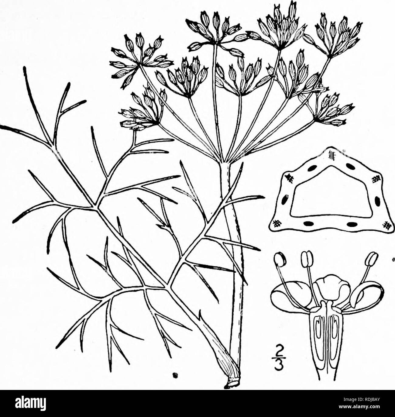 . Une flore illustrée du nord des États-Unis, le Canada et les possessions britanniques, de Terre-Neuve jusqu'au parallèle de la limite sud de la Virginie et de l'océan Atlantique à l'ouest jusqu'à la 102d méridien. La botanique, la botanique. Genre 27. Famille de la carotte. 643 I. Foeniculum Foeniculum (L.) Karst. Le fenouil. Fig. 3142. Anethum Foeniculum L. sp. PI. 263. 1753- Foeniculum vulgare Hill, Brit. Herb. 413. 1756. Foeniculum Foeniculum Karst. Deutsch. Fl. 837. 1883. Plante vivace, ramifiés, 2°-4° Max. Feuilles très finement découpées en segments capillaires ; pétioles larges, embrassantes ; grandes ombelles, 9-25-r Banque D'Images
