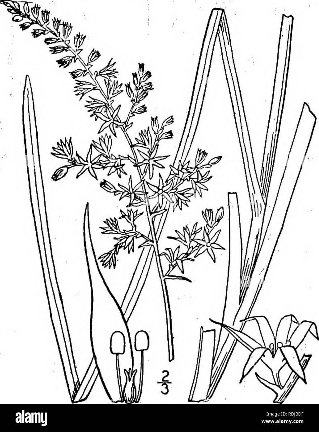 . Une flore illustrée du nord des États-Unis, le Canada et les possessions britanniques, de Terre-Neuve jusqu'au parallèle de la limite sud de la Virginie et de l'océan Atlantique à l'ouest jusqu'à la 102d méridien. La botanique, la botanique. 49° MELANTHACEAE.- VOLr'I. i. Stenanthium grammeum (Ker) Morong. Fig. 1228. Stenanthium à feuilles de.. Helonias graminea Ker, Bot. Mag. pi. 1599. 1813. V'eratrum angustifolium Pursh, Fl. Am. 242 septembre. L'année 1814. Stenanthium angustifolium Kunth, Enura. 4 : 190. 1843- Stenanthium gramineum Morong, Mem. Torr. Club 5 : no. 1894. Mince tige, 3°-4° de hauteur. L'herbe laisse-li Banque D'Images