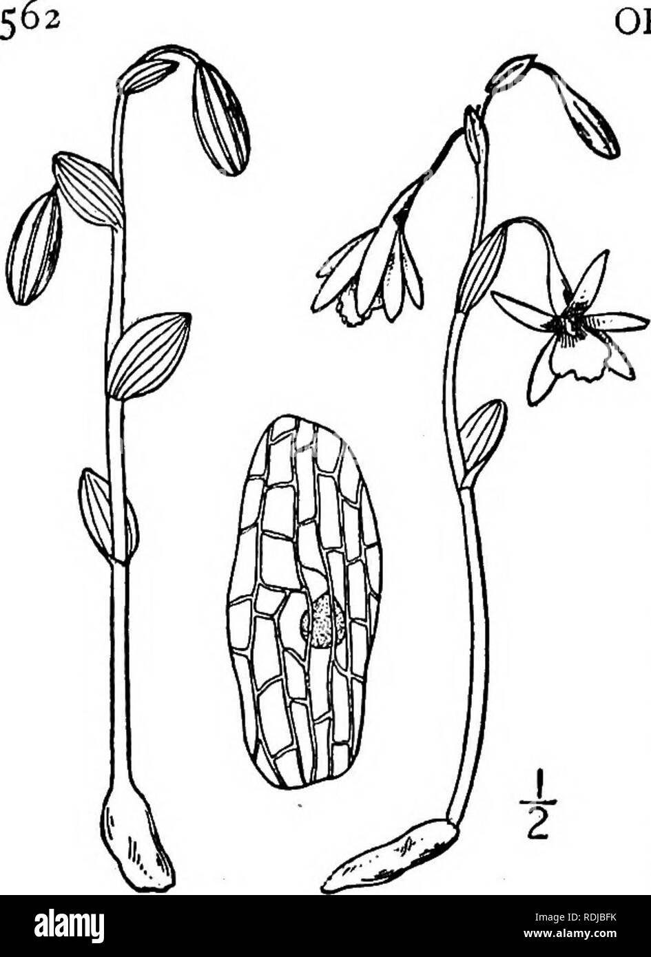 . Une flore illustrée du nord des États-Unis, le Canada et les possessions britanniques, de Terre-Neuve jusqu'au parallèle de la limite sud de la Virginie et de l'océan Atlantique à l'ouest jusqu'à la 102d méridien. La botanique, la botanique. ORCHIDACEAE. Tome I. i. Triphora trianthophora (Sw.) Rydb. Triphore. Fig. 1385. Arethusa trianthophora Sw. Kongl. L'EFP. Acad. Handl. (II.) 21 : 230. 1800. Triphora pendula Nutt. Le général a : 193. 1818. Médéole pendula Lindl. Bot. Règl. de l'ip. Q08. 1825. Médéole trianthophora B.S.P. Doc. prél. No de cat. N. Y. 52. 1888. Triphora trianthophora Rydb. dans Britton, Man. 298. 1901. Banque D'Images
