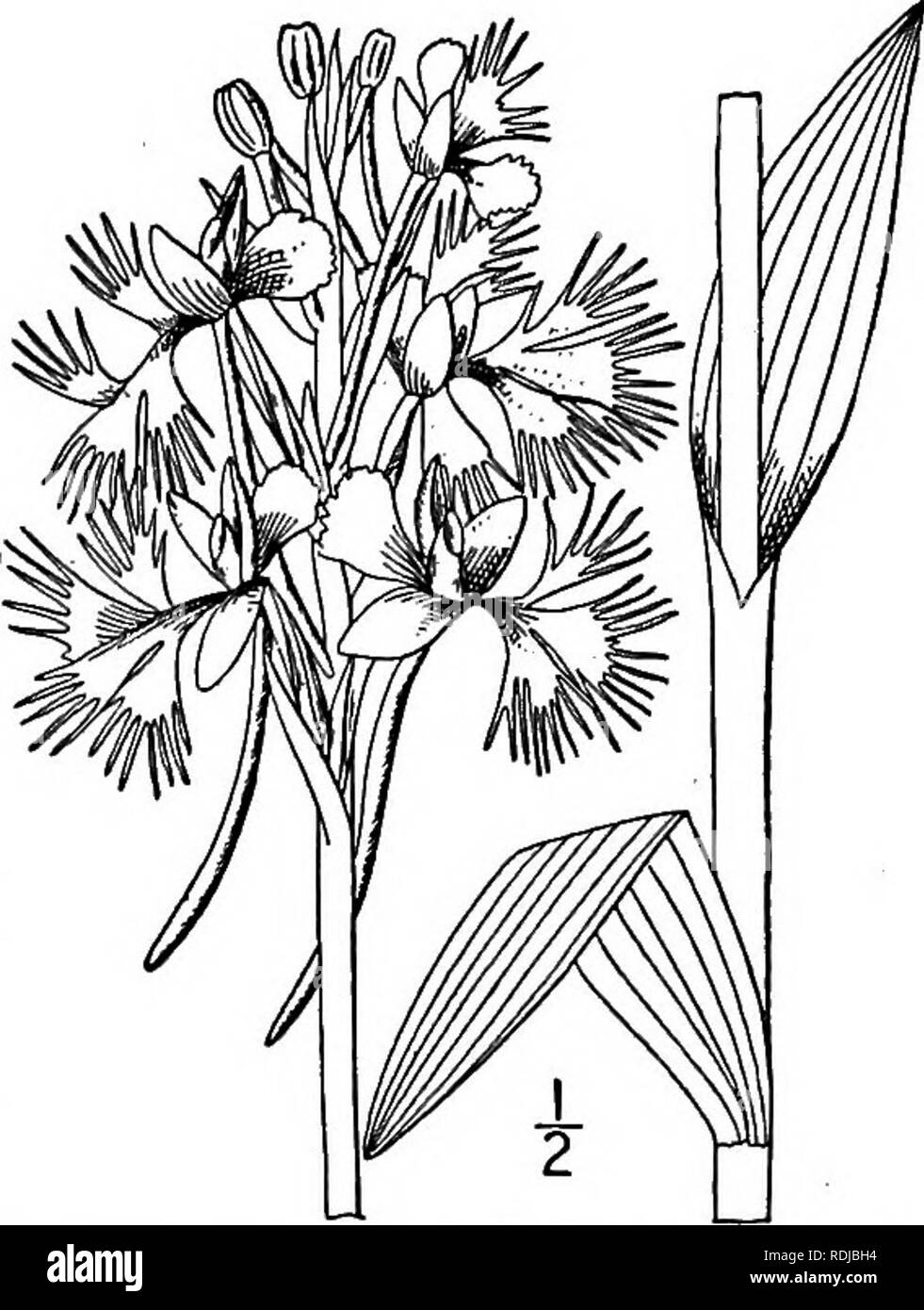 . Une flore illustrée du nord des États-Unis, le Canada et les possessions britanniques, de Terre-Neuve jusqu'au parallèle de la limite sud de la Virginie et de l'océan Atlantique à l'ouest jusqu'à la 102d méridien. La botanique, la botanique. 4. Blephariglottis lacera (Michx.) Farwell. Ou déchiquetés, bordée de vert Orchis. Fig. 1376. Orchis lacera Michx. Fl. Bor. Am. 2 : 156. 1803. Habenaria lacera R. Br. Prodr. Fl. Holl. nov. 1 : 312. 1810. B. lacera Farwell, Ann. Rempl. Mich. Acad. Sci. 2 : 42. 1901. Au lieu de la tige mince, j°-2° Max. Ferme, feuilles lancéolées, s'-8' de long, io"-j8" de large, la partie supérieure de diplômés Banque D'Images