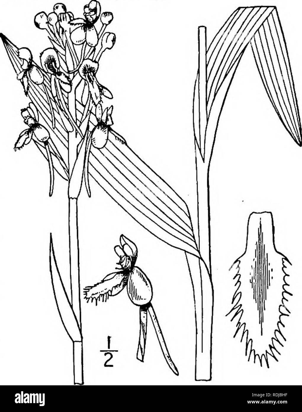 . Une flore illustrée du nord des États-Unis, le Canada et les possessions britanniques, de Terre-Neuve jusqu'au parallèle de la limite sud de la Virginie et de l'océan Atlantique à l'ouest jusqu'à la 102d méridien. La botanique, la botanique. Segments non frangé au-delà du milieu ; les fleurs lilas, rarement blanc. 4-5 cm d'épaisseur. racème lèvre ; 1-2 cm. de large. 6. B. grandiflora. Racème 1-3 cm. d'épaisseur ; lèvre 8-12 mm. de large. 7. B.psycodes. Segments de la lèvre à dents de coupe ; les fleurs violet-mauve. Est. B. peramoena. i. Blephariglottis cristata (Michx.) Raf. Orchis Jaune à crête. Fig. 1373. Orchis cristata Michx. Fl. Banque D'Images