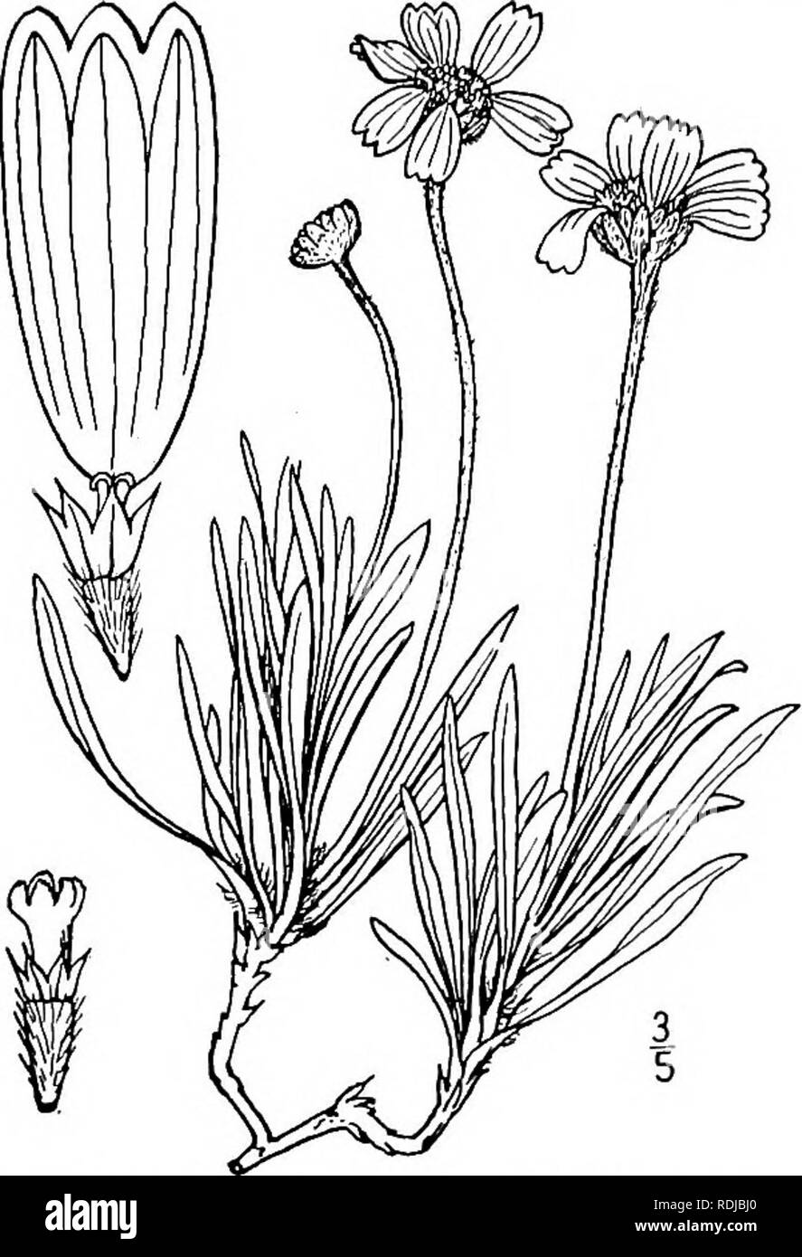 . Une flore illustrée du nord des États-Unis, le Canada et les possessions britanniques, de Terre-Neuve jusqu'au parallèle de la limite sud de la Virginie et de l'océan Atlantique à l'ouest jusqu'à la 102d méridien. La botanique, la botanique. 3. Tetraneuris acaulis (Pursh) Greene. Verres Tetraneuris. Fig. 4539. Gaillardia acaulis Pursh, Fl. Am. 743 septembre. L'année 1814. T. acaulis Greene, Pittonia 3 : 265. 1898. Actinella acaulis Nutt. Gen. 2 : 173. 1818. Picradenia acaulis Britton, Mem. Torr. Club 5 : 339. 1894. Simplex T. A. Nelson, Bot. Gaz. 28 : 127. 1899. Plante vivace à racines épaisses et un gros ca ramifiés Banque D'Images