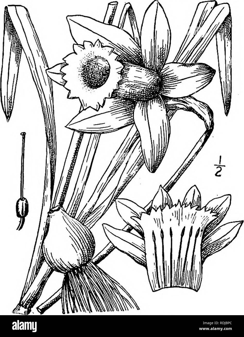 . Une flore illustrée du nord des États-Unis, le Canada et les possessions britanniques, de Terre-Neuve jusqu'au parallèle de la limite sud de la Virginie et de l'océan Atlantique à l'ouest jusqu'à la 102d méridien. La botanique, la botanique. 532 AMARYLLIDACEAE. Tome I.. NARCISSUS L. sp. PI. 289. 1753. Les herbes, les fleurs à bulbe solitaires ou plusieurs tiges sans feuilles, sur les feuilles basales, linéaire. Fleurs sous-tendues par une spathe à feuilles caduques ; anth- péri- 6-parted, portant une couronne cylindrique ou en entonnoir dans la gorge. En étamines- sérée sur le tube du périanthe, ovaire 3- loculaire ; ovule(s) nombreux Banque D'Images