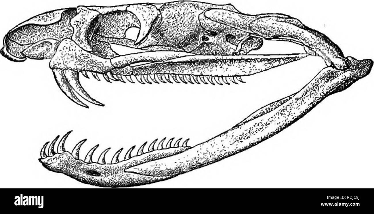 . Catalogue des serpents dans le British Museum (Natural History) ... Serpents. 372 COLUBEIDiE. D. moitié antérieure du corps comme en C ; moitié postérieure du corps et de la queue rouge, avec les couples de aanuli enolosiag un blanc jaunâtre, tacheté de noir. a. $ (V. 206 ; 0. 42). Kina Balu, N. Borneo. A. Everett, Esq. [C.]. 232. La NAIA. Naja, Laur. 8yn. Rept. p. 90 (1768) ; Bum. 8r Bibr. Erp. G&amp;n. vii. p. 1275 (1854) ; GiintTi. No de cat. Le colonel Sn. p. 220 (1858) ; Jan, Elenco sist. L'OFID. p. 119 (1863) ; Giinth. Sept. brit. / Ind. de p. 338 (1864) ; Bouleng. Faun. Ind., Rept. p. 390 (1890). Fig. 27.. Veuillez noter que th Banque D'Images