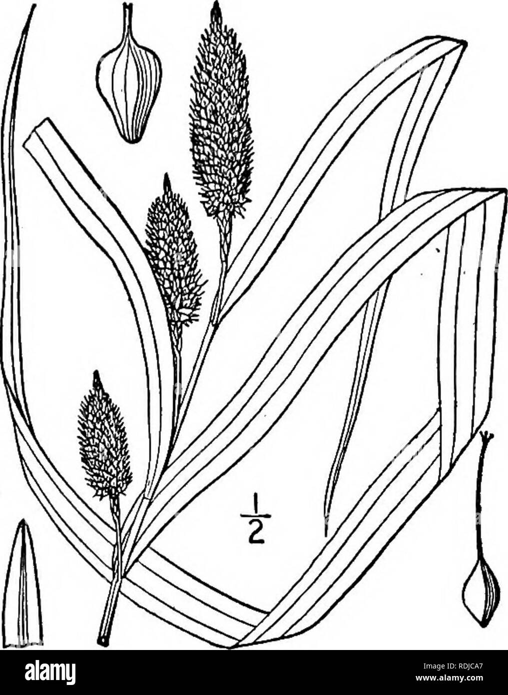 . Une flore illustrée du nord des États-Unis, le Canada et les possessions britanniques, de Terre-Neuve jusqu'au parallèle de la limite sud de la Virginie et de l'océan Atlantique à l'ouest jusqu'à la 102d méridien. La botanique, la botanique. Genre 18. La famille des Cypéracées. 439. 236. Carex typhina Michx. Cat-tail les Carex. Fig. 1103. Carex typhina Michx. Fl. Bor. Am. 2 : 169. 1803. Carex typhinoides Schwein. Ann. Lye. 1 : 66. 1824. Carex squarrosa var. typhinoides Dewey, Am. Journ. Sci. 11 : 316. 1826. Semblable à l'espèce précédente, mais les feuilles généralement beaucoup plus large, 2"-$' de large, l'bractées semblables m Banque D'Images