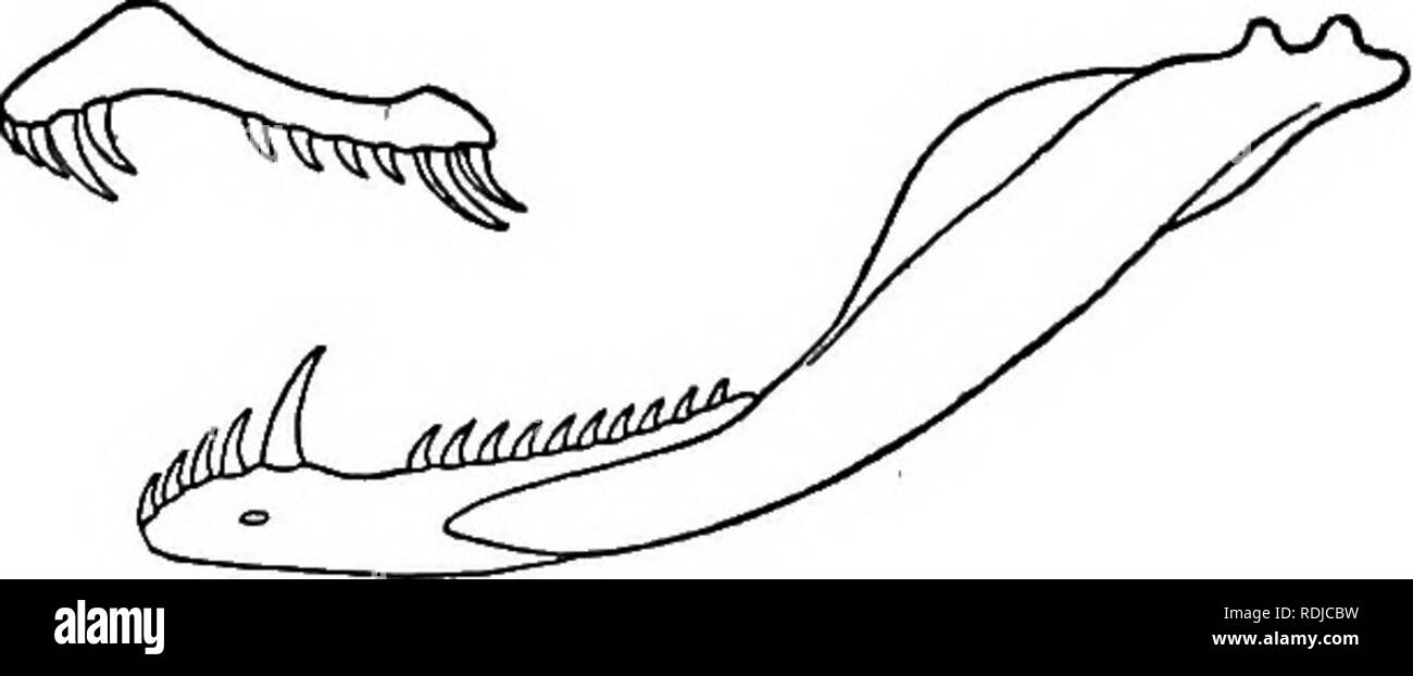 . Catalogue des serpents dans le British Museum (Natural History) ... Serpents. 174. MAOEOPEOTODOJSr. 175 174. MACROPROTODON. CoroneUa, part., Schleg. Phys. Serp. ii. p. 50 (1837) ; Giinth. No de cat. Le colonel Sn. p. 34 (1858). Macroprotodon, Guiclien. Explor. Sc. Alg., sept. p. 22 (1850) ; Bmleng. Tr. Zool. Soc. xiii. 1891, p. 143. Lycognathus, partie., I&gt;um. ^ Bibr. Mim. Ao. Sc. xxiii. 1853, p. 495, et l'ERP. Sbe. vii. p. 916 (1854). Psammophylax, part., Jan, Arch. Zool, Anat. Phys. ii. 1862, p. 309. Les dents maxillaires 10 ou 11, quatrième et cinquième ou cinquième et sixième grande, suivi d'un t, l'interspace Banque D'Images