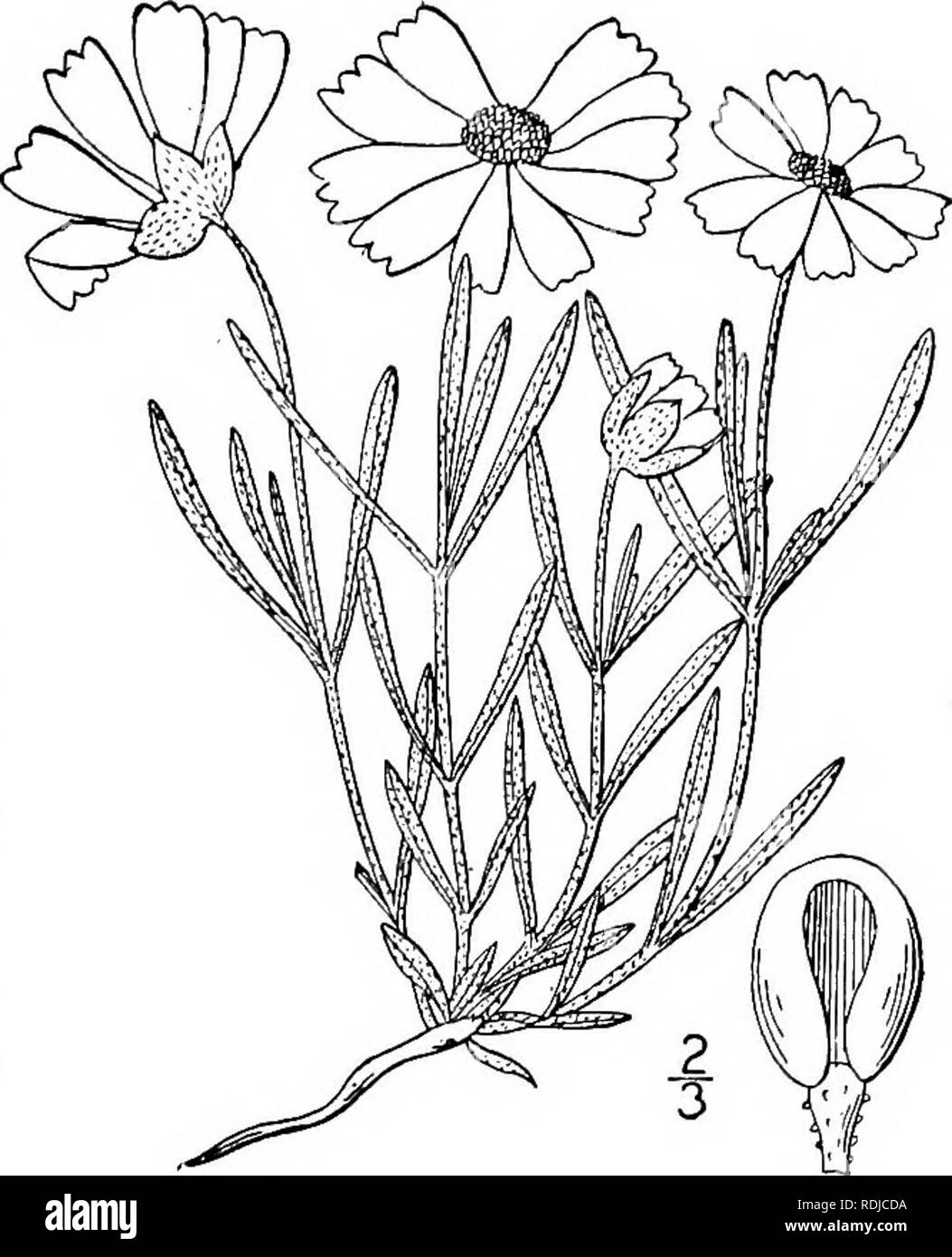 . Une flore illustrée du nord des États-Unis, le Canada et les possessions britanniques, de Terre-Neuve jusqu'au parallèle de la limite sud de la Virginie et de l'océan Atlantique à l'ouest jusqu'à la 102d méridien. La botanique, la botanique. Genre 49. La famille chardon. 459. Environ 35 espèces, originaires de la régions de l'Amérique. Outre les éléments suivants, 2 ou 3 d'autres se produisent dans le sud-ouest des États-Unis. Espèce-Type : Melampodium americanum L. i. Melampodium T. leucanthum &AMP ; G. Plains Melampodium. Fig. 4419. Melampodium T. leucanthum &AMP ; G. Fl. N. A. 2 : 271. 1842. Plante vivace, ligneuse à la base Banque D'Images