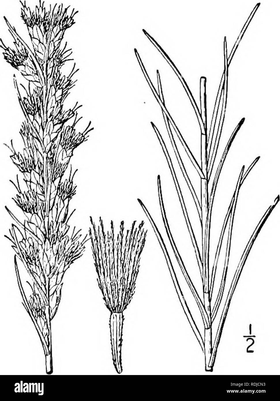 . Une flore illustrée du nord des États-Unis, le Canada et les possessions britanniques, de Terre-Neuve jusqu'au parallèle de la limite sud de la Virginie et de l'océan Atlantique à l'ouest jusqu'à la 102d méridien. La botanique, la botanique. 3. Lacinaria elegans (Walt.) Kuntze. Liatris beau. j Fig. 4179. Stoepelina elegans Walt. Fl. Voiture. 202. 1788. Liatris elegans Willd. Sp. PI. 3 : 1635. 1804. Lacinaria elegans Kuntze, Rev. gén. PI. 349. 1891. Finement et densément pubescents, rarement, glabrate 2°-3° Max. Les feuilles, très linéaire ponctué, l'-S' de long, j'ai"-3" de large, la partie supérieure plus petite e Banque D'Images