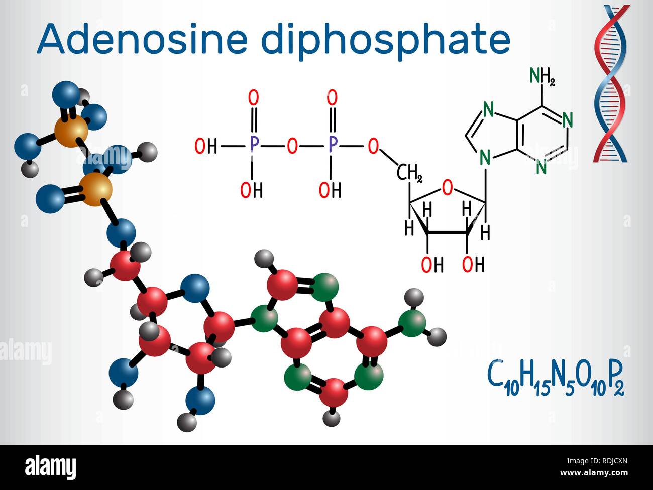 L'adénosine diphosphate (ADP) molécule , est un composé organique présent dans le métabolisme et le transfert d'énergie dans les cellules vivantes . Pour chimiques structurelles Illustration de Vecteur