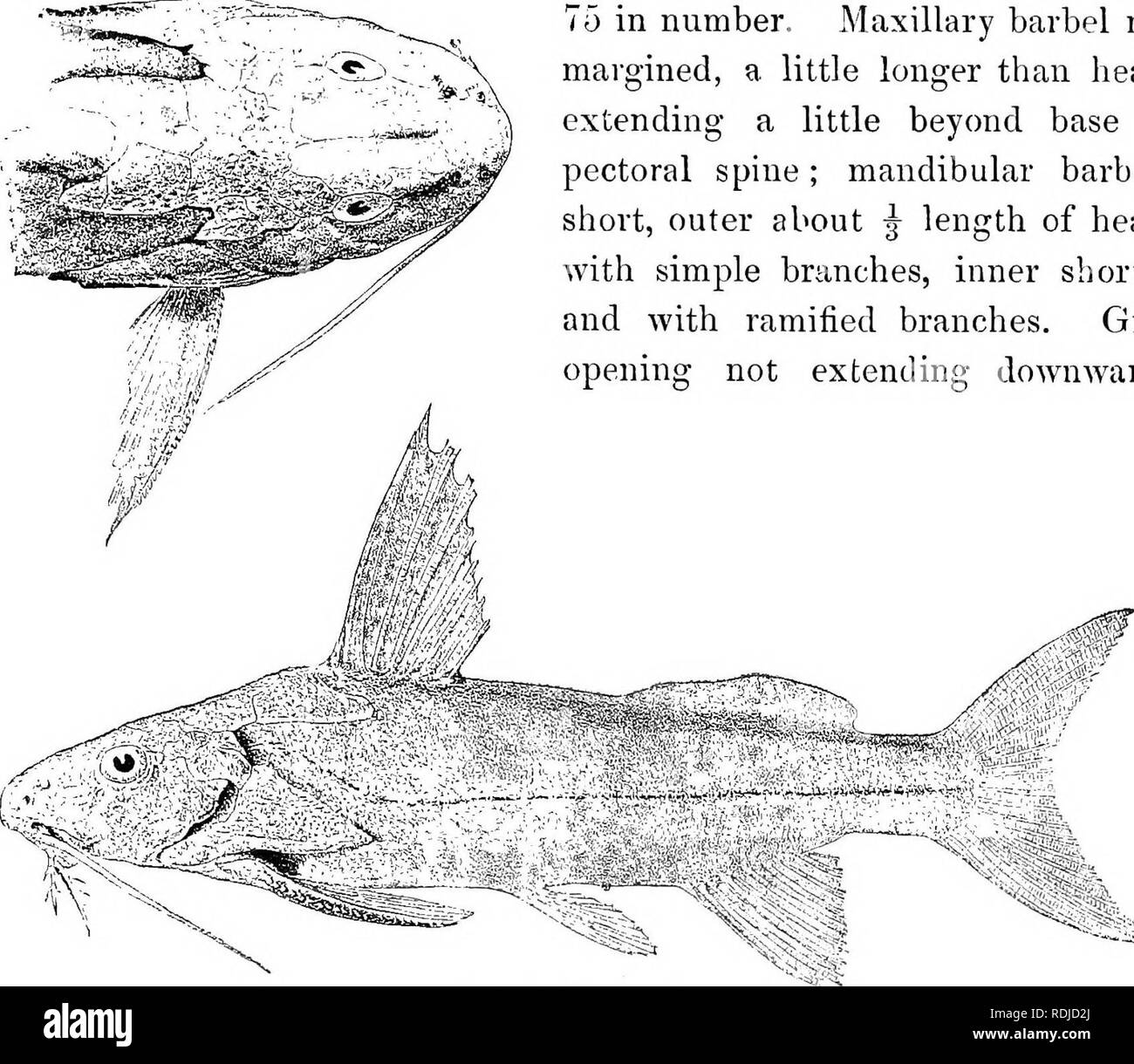 Catalogue De L Eau Douce Poissons De L Afrique Dans Le British Museum Natural History Poissons Animaux D Eau Douce Synodontis 399 Du Maxillaire Tete Deux Fois En Largeur Interorbitale Levres