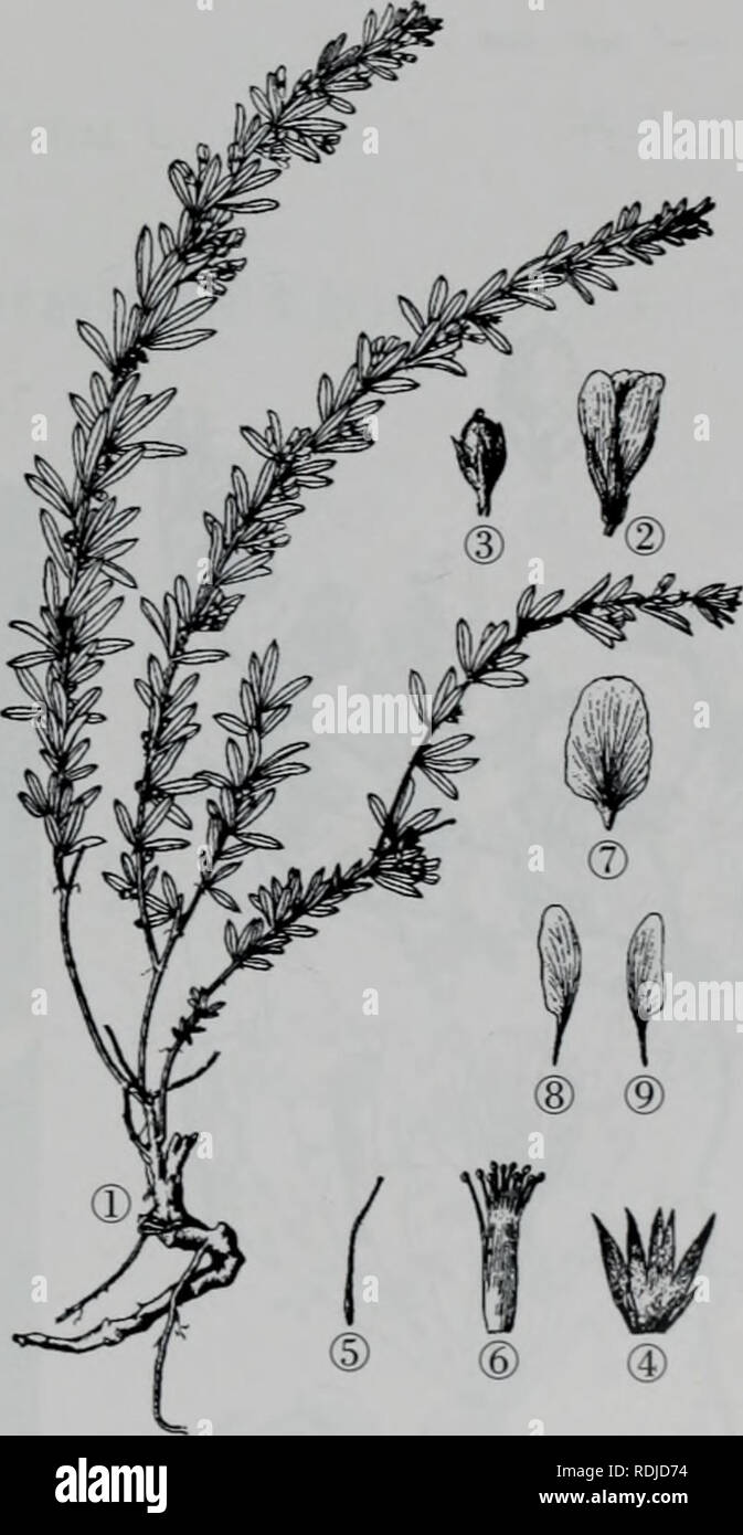 . E er duo si zhi Wu Zhi. botanique. È±ç§ 4. É¿¶Å"å éae Lespedeza' caraganae Aeç¹å¾èae¬Bunge å½¢ç¶åçae cmãèç¨ï¼é« 40-60'ï¼aeåaeï¼è¤è²ï¼å ç"·ç"æ£±ï¼è'"ç-ãç¾½ç¶¯aeae ä'åºå¤¶ï¼aeå¶é å"ç¶ï¼è¤è²ï¼å Ï¼å¿å®-¶¿ï¼é aeé 1-2mm¡¶¶è¾é çå°å¿ï¼ae¡åå½¶ç ç©¢ï¼é¿1.5-3cm, å®½2-3mmï¼å¯åå½¢ç" å¹ï¼aeç åºå aeå¾®-ï¼åºé¨°æ¥å½¢ï¼è¾¹ç¼åå Ï¼ä·'é¢æ æ¯ï¼ä'é¢å¯¶å¹³ç è¢"ç-æ æ¯ãae¶è"ç±åºè Çï¼ae"è±æ¢ç aeae-ï¼å Ï¼è ·3-4è±¿äºä¼å½ Åºï¼è' è ±±æ¢é¿l-2mm;å° èçåµå½ Ï¼è .¢éå°¿è¼è¶éç±ï¼é Mmï¼ae¿4-4.5·±è£è¿åï¼è éå½ çae£"¢ï¼é¿ï¼è ae'å°±å é"ç½è²ï¼aeç åå½¤-æ£¢æ æ¤¶ååµç åå½¨ï¼åºé¢-aeç Aeï¼å»«¿çªï¼ç ·ç-¼ç È¾aeç££ç-ï¼é¾éª¨ç£ä'aeç¿ç£è-é¿ï¼ae ç£è±å°¯ï¼å ãèaeå äºå¶è ç®½Åµå½ Ï¼é¦ çº¿· mmï¼è 2¢"ç-¯aeae ãè±æ7- Banque D'Images