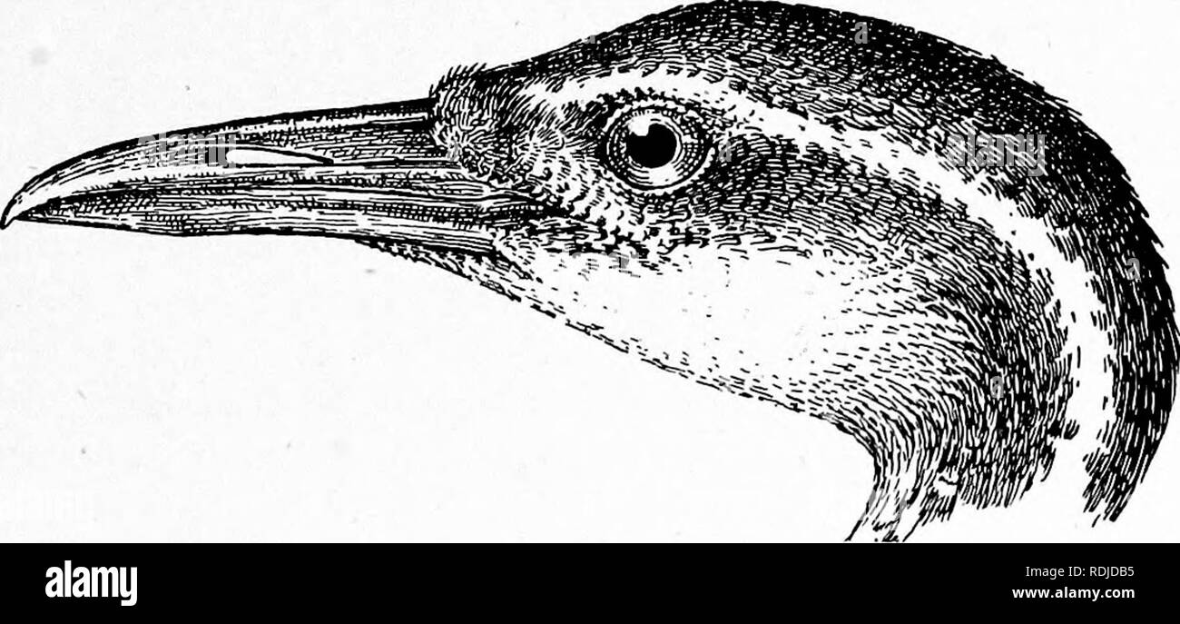 Les Oiseaux De Lafrique Du Sud Les Oiseaux Helioenithid