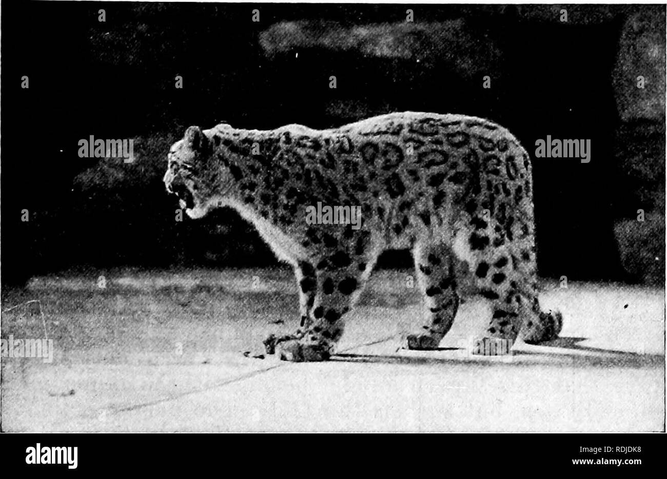 . Guide officiel populaire à la New York Zoological Park . Les zoos. NEW YORK ZOOLOGICAL PARK. 75. SNOW LEOPARD. régions le tigre pousse jusqu'à sa plus grande taille, et est revêtu d'une épaisse couche de cheveux long et shaggy. Dans les collections, les tigres du Nord sont les plus prisées. Le parc zoologique a récemment acquis de Bast Sibérie deux jeunes spécimens, né au début de 1909, et toute l'année ils habitent le Grand Nord de la cage extérieure fixée à la Lion House. C'est un étrange spectacle de voir des tigres vivant à l'extérieur en hiver à New York. Le Tiger sera trouvé sur la terre l Banque D'Images