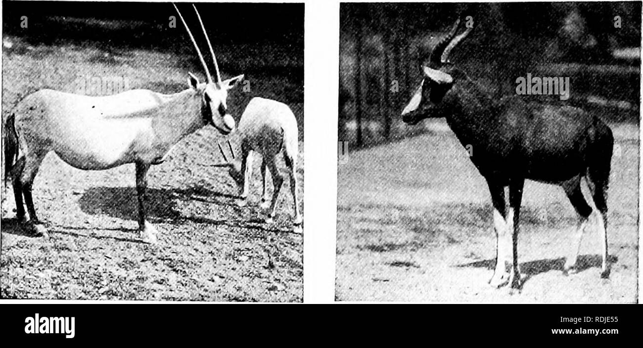 . Guide officiel populaire à la New York Zoological Park . Les zoos. 40 POPULAK GUIDE OFFICIEL.. Antilope BEATRIX BLESSBOK essayer. Il est régulièrement ici, reproduction et la progéniture développement avec succès. Le plus grand Leucoryx cornes sur notice mesurer 39^&lt;8 pouces. L'antilope, l'oryx de beisa (beisa), est un bon représentant du groupe des sous-sahariennes trouvés dans le genre Oryx. De toutes les espèces à cornes, les deux Beisas et l'oryx d'Afrique, et le Beatrix d'Arabie, sont les seules espèces possèdent des cornes qui sont pratiquement droits de base à l'extrémité. L'Oryx est la plus grande Banque D'Images