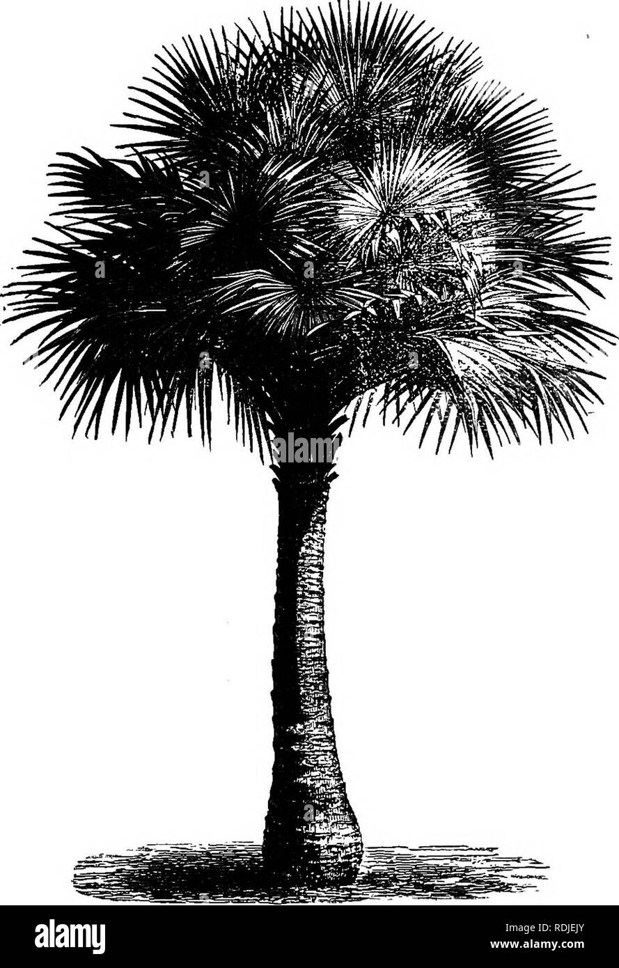 . Monde végétal ; son passé, présent &AMP ; avenir ; une introd. à l'étude de la botanique. La botanique. Cochon. 54. Livistonia australis, un Palm avec de grandes feuilles en forme de fougère. Les palmiers, avec la vis-pins, sont les seuls que l'arbre monocotylédone assumer. (Très réduite.). Veuillez noter que ces images sont extraites de la page numérisée des images qui peuvent avoir été retouchées numériquement pour plus de lisibilité - coloration et l'aspect de ces illustrations ne peut pas parfaitement ressembler à l'œuvre originale.. Massee, George, 1850-1917. Londres, Whittaker Banque D'Images