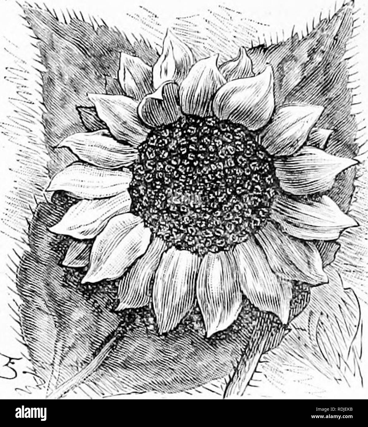 Fleurs De Jardin Familier Fleurs Plantes Ornementales La Floriculture Rendez Vous Sur Le Jardin Fioifers Familiers