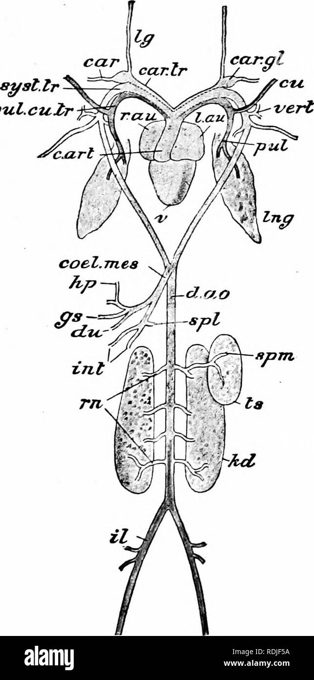. Un manuel de zoologie. PHYLUM CHORDATA.cuZr 421 ptil. Fig. 253. - Rana temporaria. Le système artériel, avec le coeur, les poumons, les reins et le testicule gauche, à partir de l'aspect ventrale, voiture, voiture, de l'artère carotide, gt, la glande carotide ; c. l'art, conus artériel ; voiture. tr, tronc carotidien : carl, mes, cccliaco- ; l'artère mésentérique c ?e, artère cutanée, d. l'OD, l'aorte dorsale ; du, artère duodénale ; gs, artère gastrique ; ///, artère hépatique, artère iliaque ; zl ; int, artères intestinales ; kd, rein ; I., une oreillette gauche ; lg, artère linguale, pul, artère pulmonaire ; pul. c ?i. tr, pulmo-cutanés trunk ; r., l'oreillette droite ; Banque D'Images