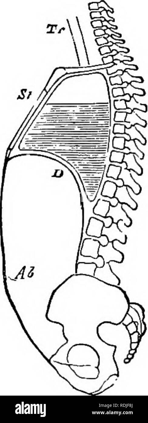 . La biologie élémentaire, animale et humaine. La biologie. BESPIBATION ET DE L'ÉNERGIE DANS L'HOMME 133 et les poumons. Des arrangements moins efficaces à cette fin sont trouvés dans la cavité buccale. Par conséquent, si l'on respire par la bouche, l'un est Hkely à prendre en quantités considérables de poussière et bac- lité, qui peut, à terme, causer une inflammation ou d'autres formes de maladie. 192. Effet de l'exercice sur la respiration. - Non seulement le cœur battre plus rapidement au cours de l'exercice, mais le taux de respiration augmente également. L'oxygène est ainsi fournie aux cellules en plus grande quantité, et plus de déchets sont éliminés. Des breathi Banque D'Images