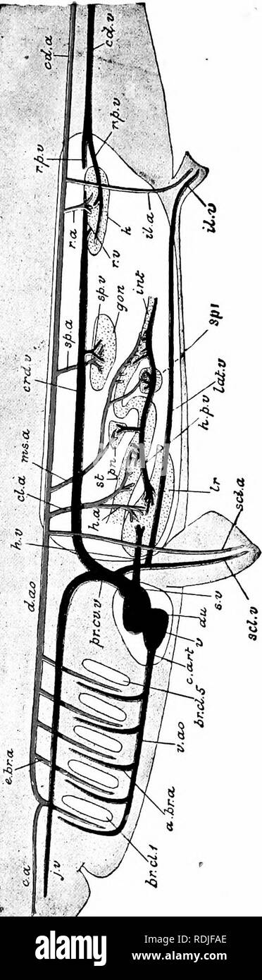 . Un manuel de zoologie. . N o 3fr lÂ" 53 â â .- n 3:S3 rrts b t-i 1 M .. 2.T1 5 . C *" u !J'ai 51 (&gt;â E â ¢ Â"0 ^ â O I '- ra c w 4J (^ » * U M&gt ; Â Â S§ » -- 4) «   -/) .5 u Â" : * i : &gt;â ¢' un â" - un 8-i &gt ;  Â£ ? "Ft. u -- - , ..6,2 rtx : rt v ! | E S &gt ; Â" Â" O ^s t â - 5 = u bcj â - C 2 rt Â" Â" c Â"* * **tÂ" â â - JT 13 U "-J O S E 8 Q.l "" â€" â 5 1-a s 'fs g 2^ Â£ 2 S 5 6. Veuillez noter que ces images sont extraites de la page numérisée des images qui peuvent avoir été retouchées numériquement pour plus de lisibilité - coloration et l'aspect de ces illustration Banque D'Images