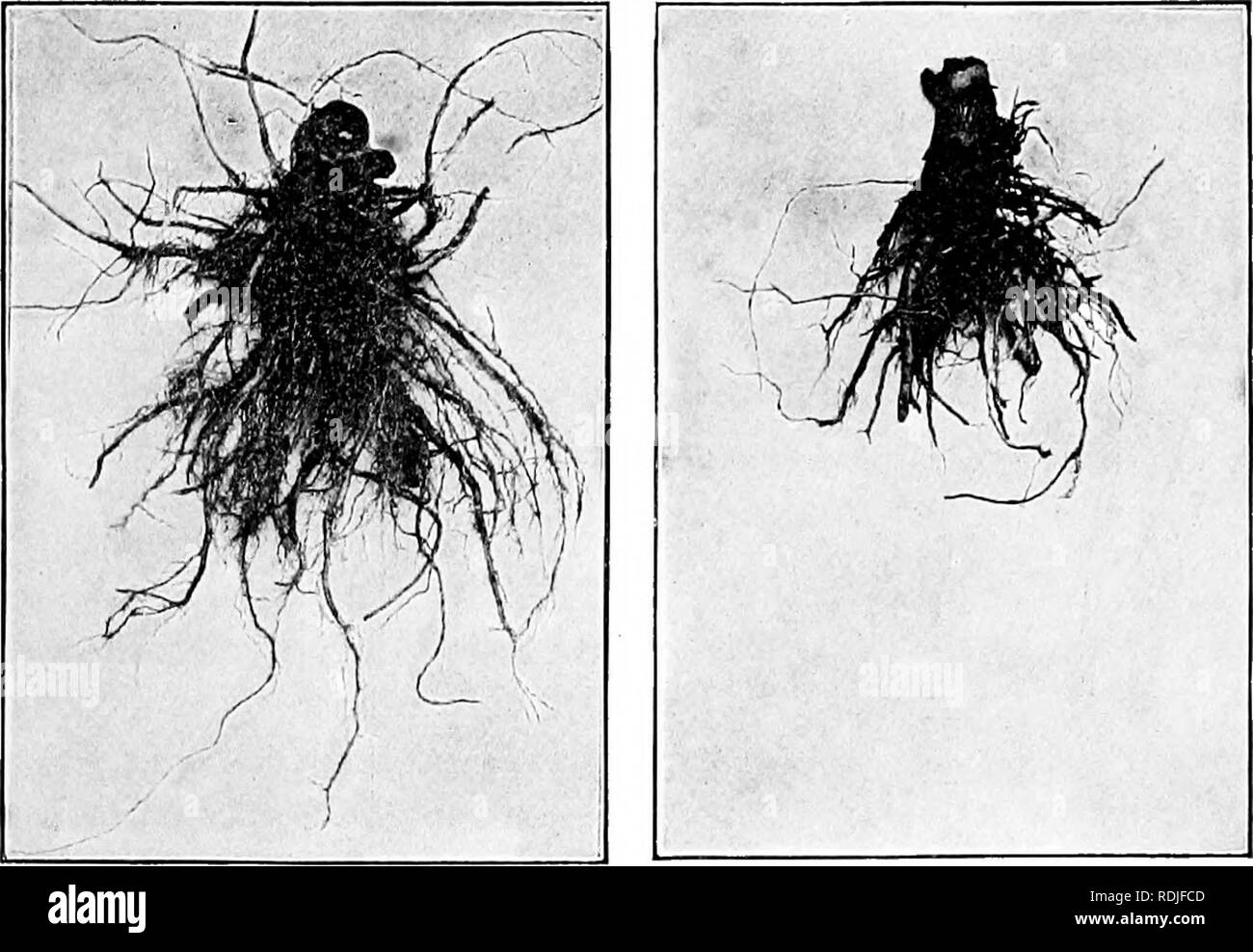 . Fungous les maladies des plantes : avec des chapitres sur la physiologie, les méthodes de culture et de technique . Les champignons dans l'agriculture. Les ascomycètes 211 plantes hôtes. Voici la liste de tous les hôtes naturels, tel que compilé par Clinton : Ginseng, Aralia Parthenocissus quinquefolia ; Begonia rubra ; Begonia sp. ; Cochlearia armoracia raifort, ; Cycla- hommes sp. ; le lupin, Lupinus albus, Lupinus angustifolius, Lnpinus, lutens et Lupinus thermis ; Nemophila auriculata ; tabac, Nicotiana tabacum, Onobrychis Cristagalli ; pois, Pisum sa- tivum ccerulea ; Trigonella ; et violette, Viola odorata. Il est donc évident qu'une variété de dicotylédones Banque D'Images . Fungous les maladies des plantes : avec des chapitres sur la physiologie, les méthodes de culture et de technique . Les champignons dans l'agriculture. Les ascomycètes 211 plantes hôtes. Voici la liste de tous les hôtes naturels, tel que compilé par Clinton : Ginseng, Aralia Parthenocissus quinquefolia ; Begonia rubra ; Begonia sp. ; Cochlearia armoracia raifort, ; Cycla- hommes sp. ; le lupin, Lupinus albus, Lupinus angustifolius, Lnpinus, lutens et Lupinus thermis ; Nemophila auriculata ; tabac, Nicotiana tabacum, Onobrychis Cristagalli ; pois, Pisum sa- tivum ccerulea ; Trigonella ; et violette, Viola odorata. Il est donc évident qu'une variété de dicotylédones Banque D'Images