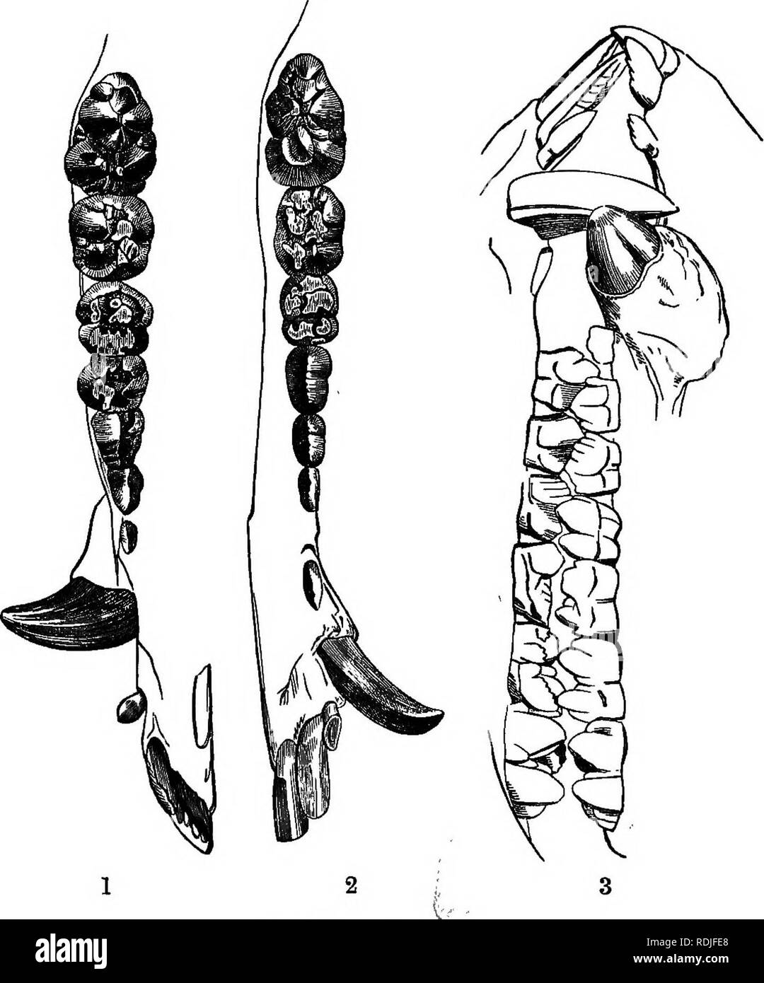 . Un texte-livre de zoologie agricole. Zoologie, économique. ^ SUID OE LES PORCS. Ados 447 paires de côtes dans le cochon ; le carpe est composé de 8 pierres, le trapèze heing entièrement développé ; il y a aussi sept os dans le tarse. La plupart de nos porcs domestiques ont probablement les descendants de. La FiQ. 212.-Dents de cochon. 1. Dents du haut, table surfaxse J 2, dents inférieures ; 3, vue latérale des mâchoires. (Chauveau.) Le Sanglier (Siis scrofa). Le sanglier en même temps dans ce pays habité, mais a depuis longtemps disparu. C'est. Veuillez noter que ces images sont extraites de la page numérisée des images qui peuvent avoir été Banque D'Images