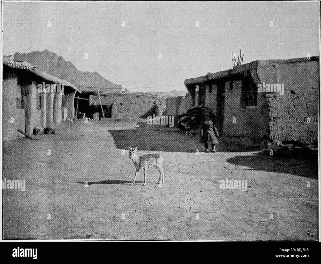 . Bêtes &AMP ; hommes ; être d'expérience pendant un demi-siècle chez les animaux sauvages.. Les animaux. 78 hommes et bêtes place une cinquantaine de kilomètres de l'Altaï. Jusqu'à ce point, le voyage avait été effectué avec facilité relative. Peu de dispositions pourraient être obtenus à la stations largement séparés qu'ils ont transmis leur voie, mais c'est à partir de Biisk, les difficultés réelles de l'expédition a commencé. Les pilotes natifs et les cavaliers ont été engagés pour le transport à l'intérieur des tentes, des dispositions, de l'argent, et les autres bagages appartenant à la. Village de Mongolie. voyageurs. Montés sur des chevaux ou des chameaux, dans la neige profonde et dans Banque D'Images