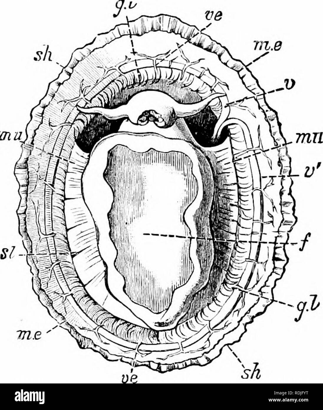 . Un manuel de zoologie. 292 Manuel de zoologie dans le {patelles Patella et ses alliés1) (Fig. 179) le vrai ctenidia ne sont représentés que par une paire de vestiges, et la respiration est exercée par un certain nombre de branchies secondaires (g. /) Sous la forme de lamelles ; situé entre le pli latéral court du manteau et du pied. Dans la pul- monata, et dans certains des membres d'autres groupes, ctenidia sont absents, et la cavité du manteau, complètement clôturé sauf. Fig. 179.-Patella vulgata, vu de la face ventrale, f, pied,^./, cercle composé de lamelles branchiales ; ; m. e, bord du manteau ; mit, l'attachement muscle ; si, Banque D'Images