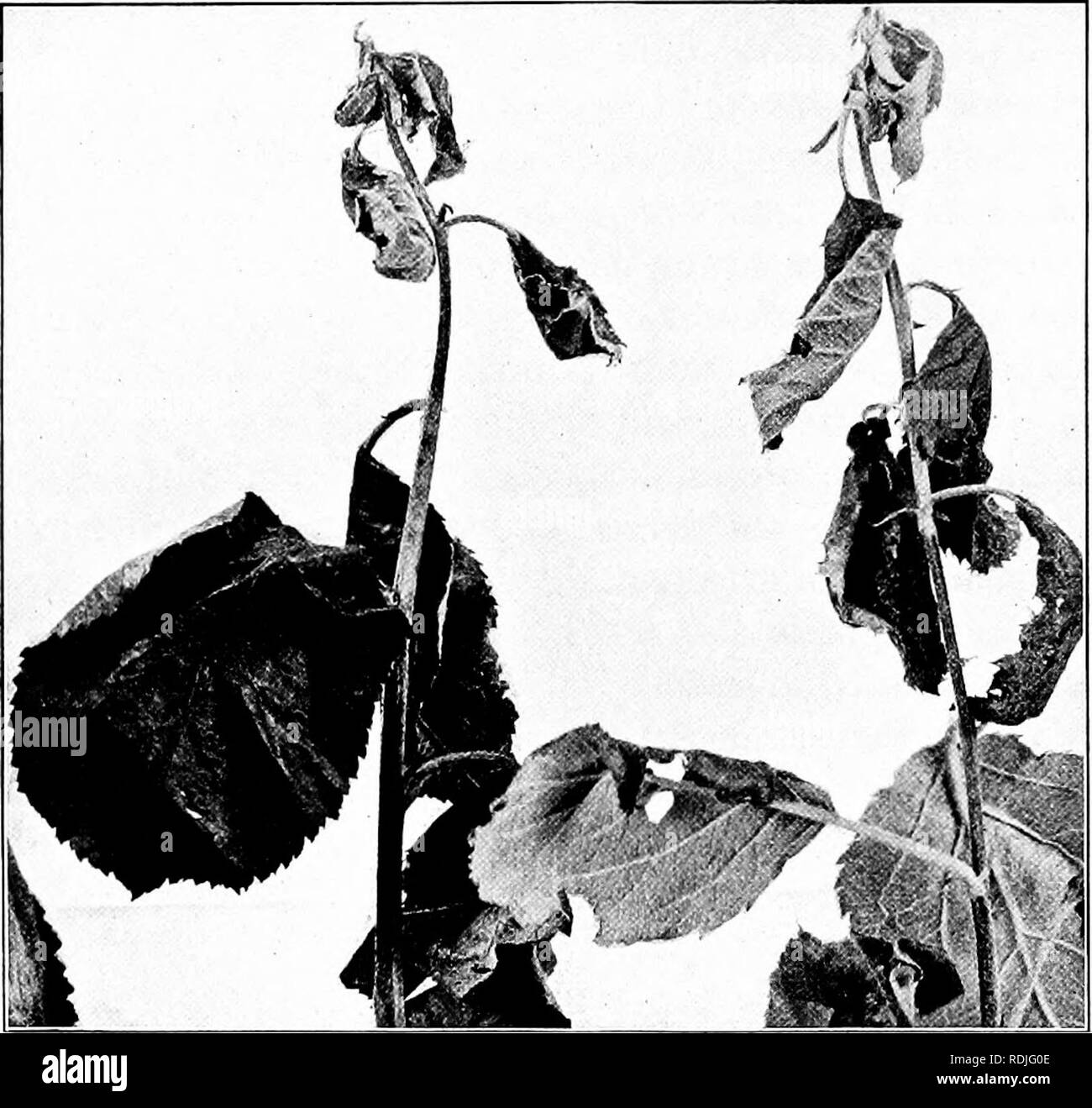 . Fungous les maladies des plantes : avec des chapitres sur la physiologie, les méthodes de culture et de technique . Les champignons dans l'agriculture. 124 FUNGOUS LES MALADIES DES PLANTES très courte période de croissance. Néanmoins, dans des conditions plus favorables pour la plante hôte la brûlure bactérienne peut ne jamais dépasser plus de quelques pouces, résultant en une astuce simple élagage. Dans le cas de l'apple cette brûlure des rameaux est la règle, la maladie étant apparemment pas en mesure de se maintenir dans les plus grosses branches. Les jeunes fruits de la pomme, un pouce de diamètre, sont. Fig. 32. Les germes de l'eau d'Apple tué par bactérien fréquemment affectés ; et la c Banque D'Images