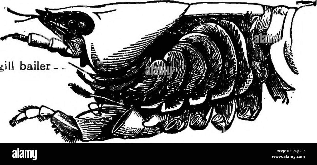 . La biologie élémentaire, animale et humaine. La biologie. 158 Biologie Animale osmose et être transportées vers les cellules ' du corps. Lorsque les aliments digérés atteint les cellules, il peut être utilisé par le proto- plasma germinatif soit en faisant plus de matière vivante ou, comme nous allons le voir maintenant, pour la libération d'énergie. 115. La respiration et la production d'énergie. - Dans notre étude en laboratoire, nous avons observé les mouvements de l'écope et gill vit que cela a provoqué un courant d'eau pour entrer l'extrémité postérieure de la chambre gill et passent sur les branchies, ce qui porte l'oxy- gen pour les filaments (Fig. 111). Les vaisseaux sanguins à parois minces dans Banque D'Images