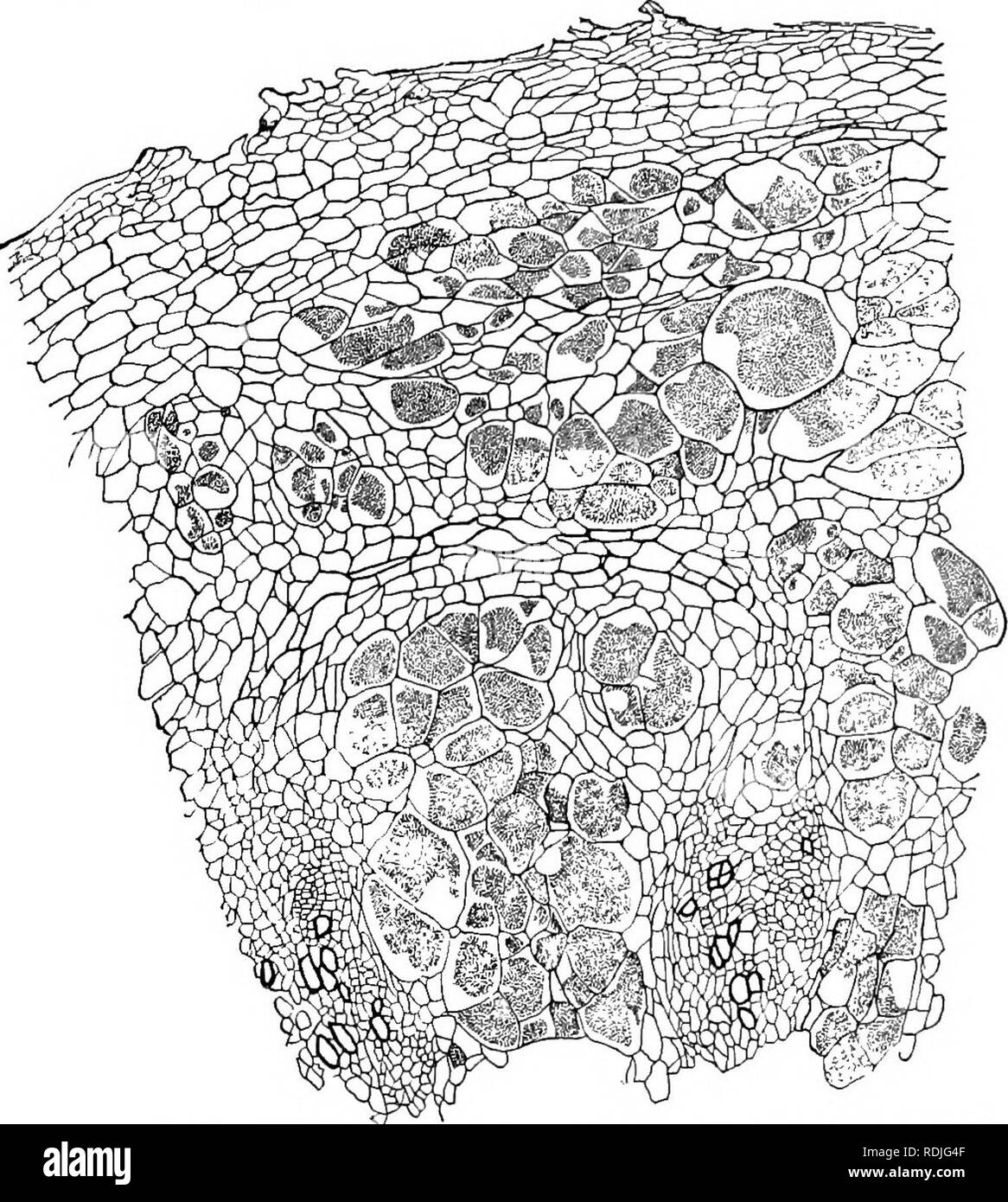 . Fungous les maladies des plantes : avec des chapitres sur la physiologie, les méthodes de culture et de technique . Les champignons dans l'agriculture. Myxomycètes. Acrasiales 99 variétés de chou, chou-fleur et le chou de Bruxelles (Brassica oleracea), le navet (Brassica campestris), le rutabaga (Brassica rapa), radis (Raphanus sativa), et certaines moutardes (Sinapis et Brassica). Il a également été trouvé sur les mauvaises herbes telles que la bourse-à-pasteur (Capsella bursa-pastoris) et la moutarde de couverture (Sisymbrium officinale). En Europe en plus de la plupart des usines mentionnées Mathi-. Fig. 20. Un échantillon de affectés par l'Chou Racine Club Fun Banque D'Images