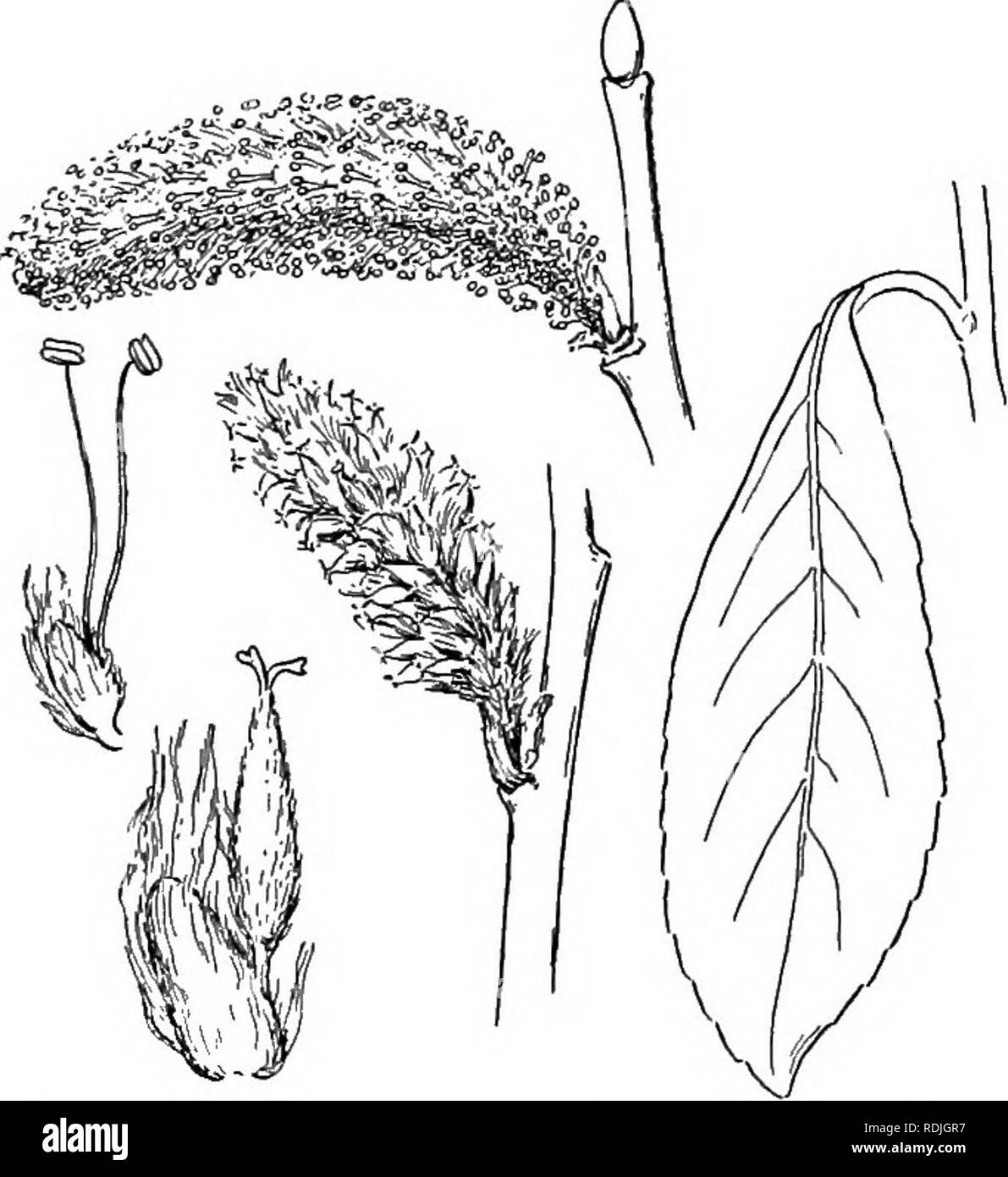 . La vie des plantes et usages des plantes ; un manuel élémentaire, une fondation canadienne pour l'étude de l'agriculture, de l'économie domestique ou d'un collège de la botanique. La botanique. 264 fleurs à l'usine ; ils attirent les pollinisateurs. Dans notre propre fichier .climat les colibris, et dans les tropiques de nombreux autres petits oiseaux, sont aussi attirés par les fleurs de nectar, et ils l'aide dans l'accomplissement de pollen. Chez les insectes les abeilles sont de loin le plus important des pollinisateurs. Les papillons et les mites sont également de service aux plantes de cette façon. Comme pour le vent, il est évident que pas d'odeurs ou de couleurs lumineuses sont nécessaires pour l'attirer. Vous ne seriez pas s'attendre à w Banque D'Images