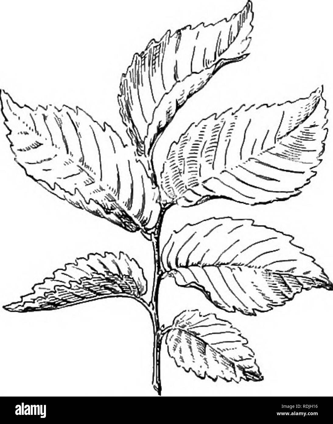 . La vie des plantes et usages des plantes ; un manuel élémentaire, une fondation canadienne pour l'étude de l'agriculture, de l'économie domestique ou d'un collège de la botanique. La botanique. 206 feuilles pennées type. (Le mot signifie feather-like.) La plupart des com- mun d'arbres et d'arbustes ont-pennées feuilles nervurées. Dans ce genre il y a une nervure centrale à partir de laquelle les branches sont quelque peu donné comme ardillons sont émis à partir de l'arbre d'une plume. (Voir la Figure 6g.) Un autre type commun de la nervation nette est le type de feuilles palmées. (Le mot signifie- palm.) comme les feuilles palmées ont un certain nombre de nerfs principaux ou des veines qui proviennent de la base de la lame pour Banque D'Images