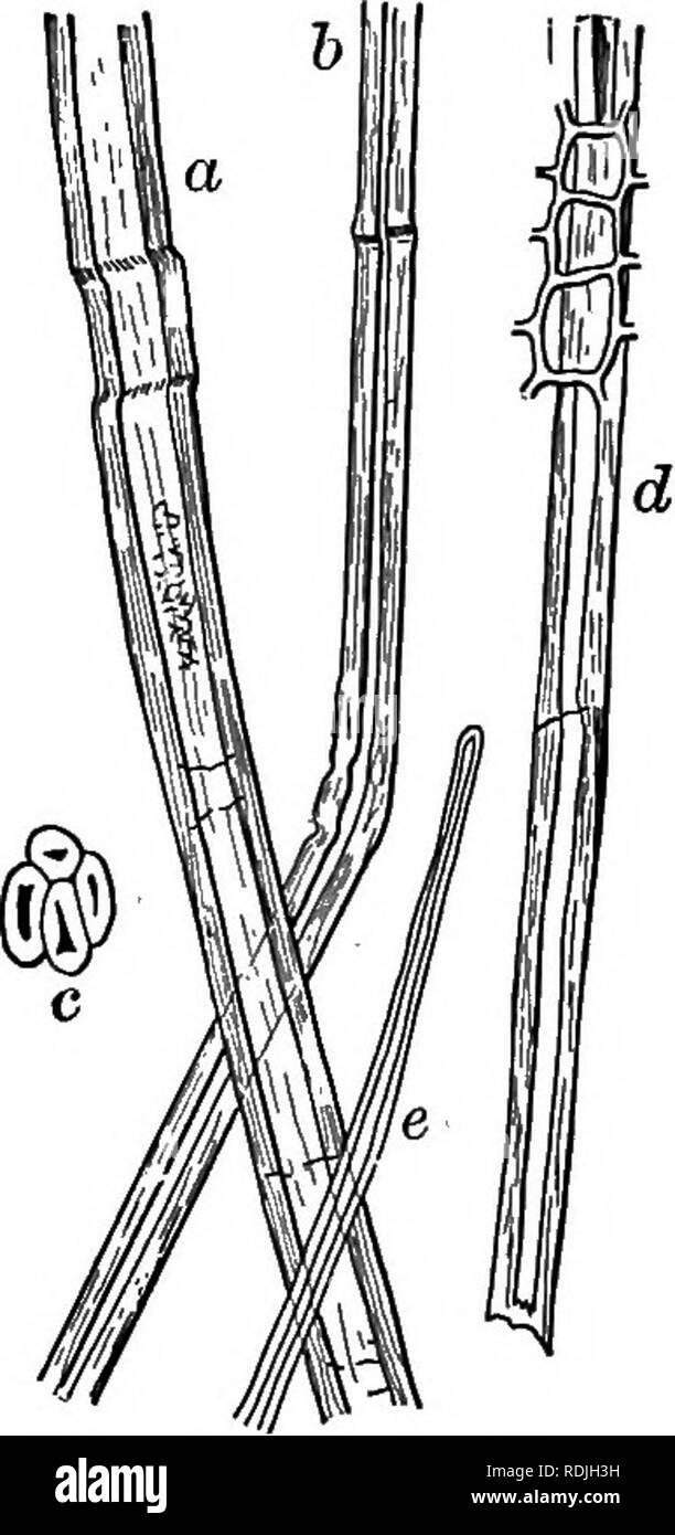 . Éléments de microscopie électronique appliquée. Un texte-livre pour les débutants. Microscopie électronique. 86 éléments de microscopie électronique appliquée. 5. Le chanvre.-Le chanvre-fibre, à distinguer de chanvre de Manille et l'agave, qui seront considérées comme plus tard, est dérivé du cannabis sativa, une herbe avec beaucoup de la même gamme que les plantes cultivées en lin, plus largement, peut-être, en Russie et en Italie. C'est une fibre solide, bien que moins souple que le lin, et est utilisé pour les cordages, les voiles, et la fabrication de certains autres tex- tiles. La plante de cannabis fournit également le médicament du haschich.. Fig. 34.-le-fibre de chanvre. (Après Hassack.) 200 Banque D'Images